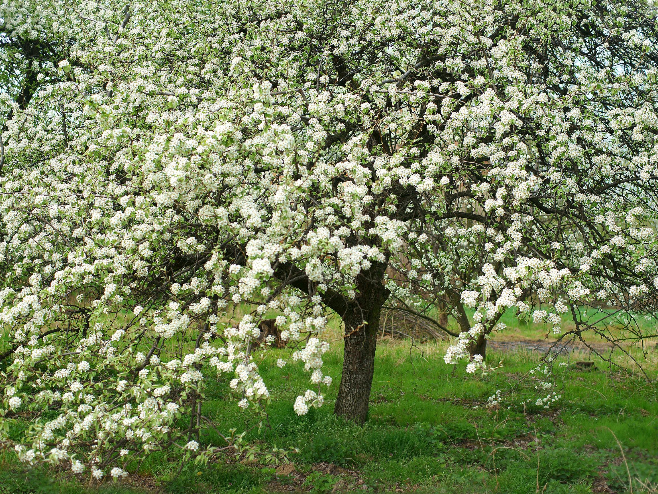 Päärynäpuu kukkii upeasti ja tuottaa mehukkaita hedelmiä – päärynän istutus ja hoito onnistuvat näillä ohjeilla