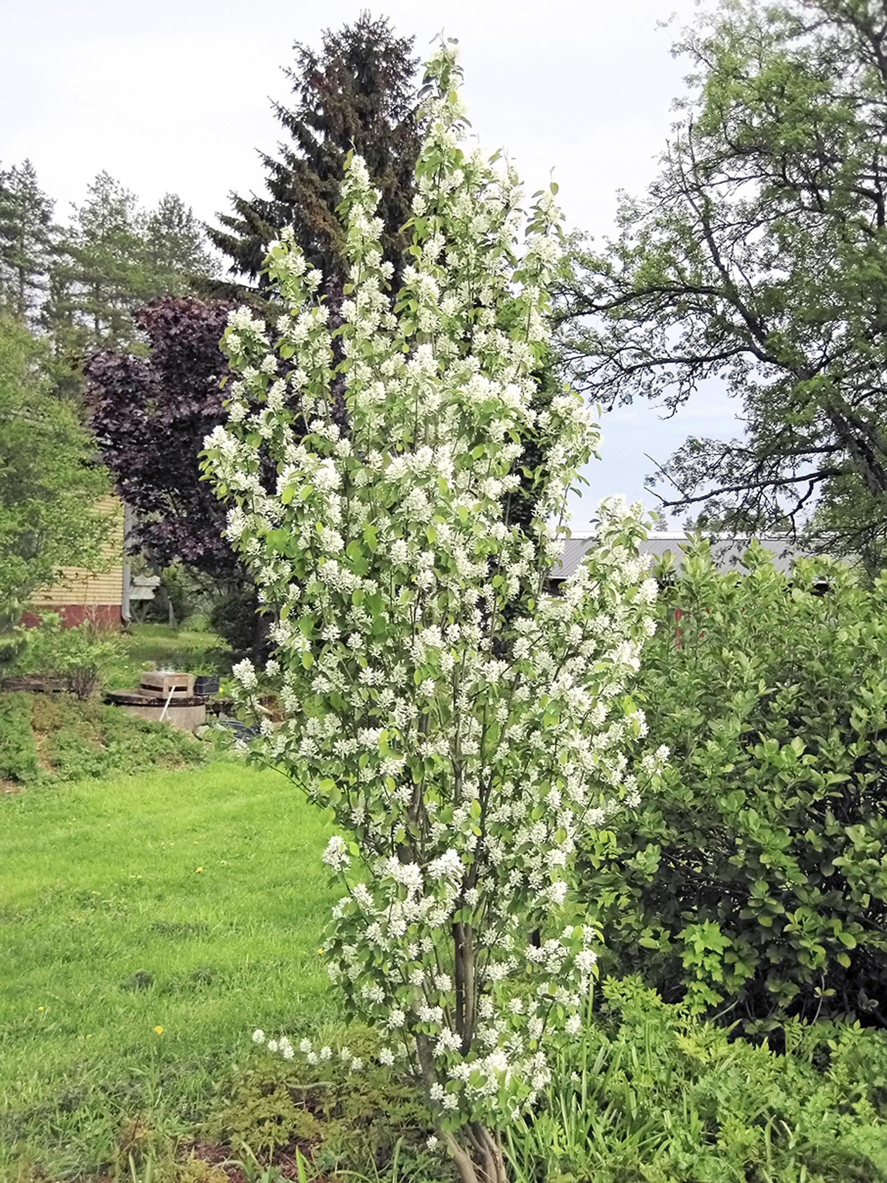 Marjatuomipihlaja ’Obelisk’