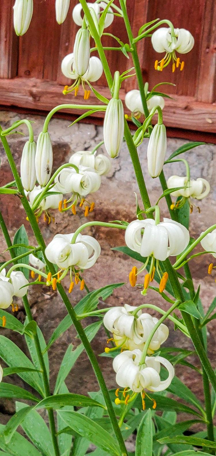 Vanhanajan perennat ovat kestäviä ja helppoja | Viherpiha