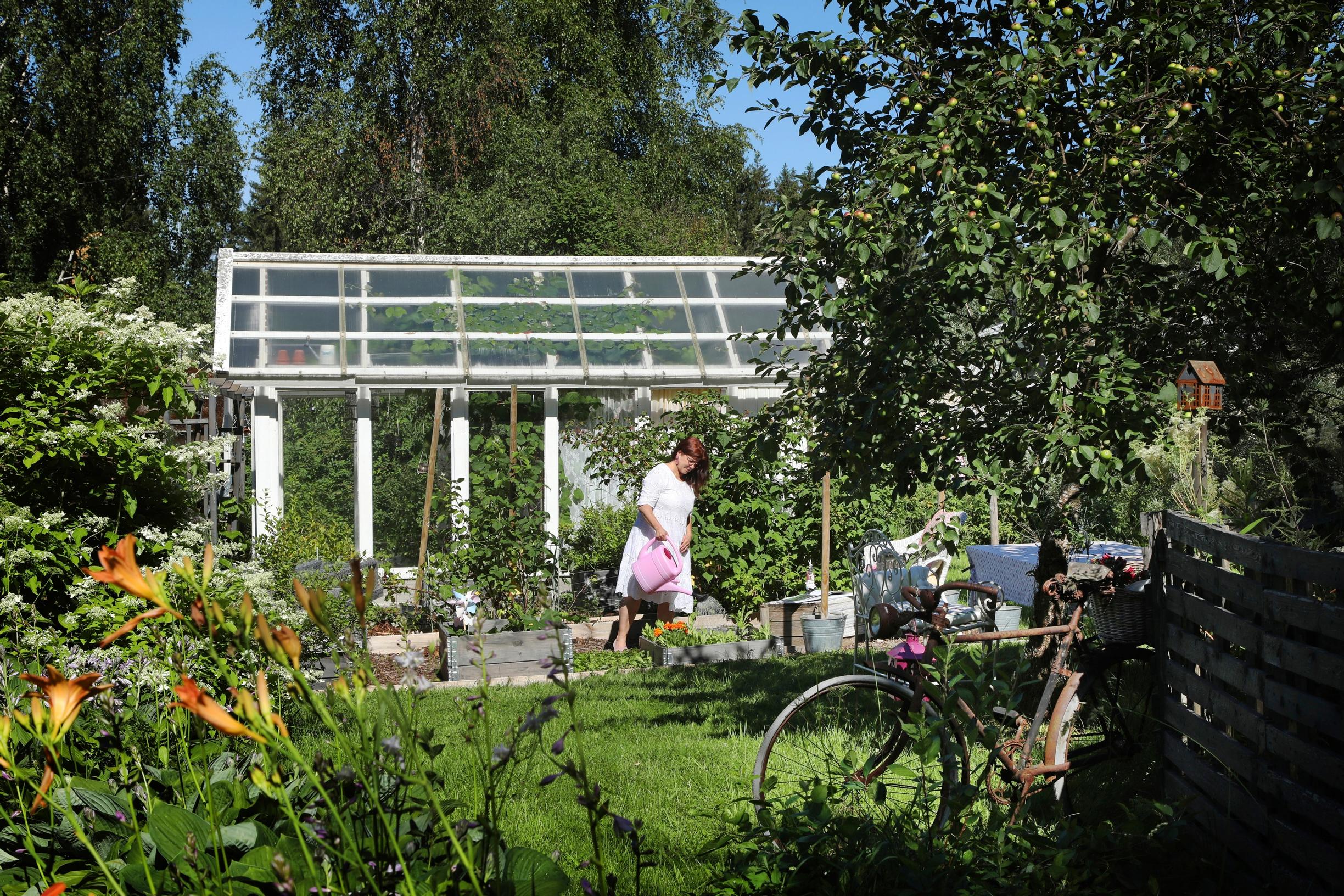 Vanhoista ikkunoista tehty kasvihuone