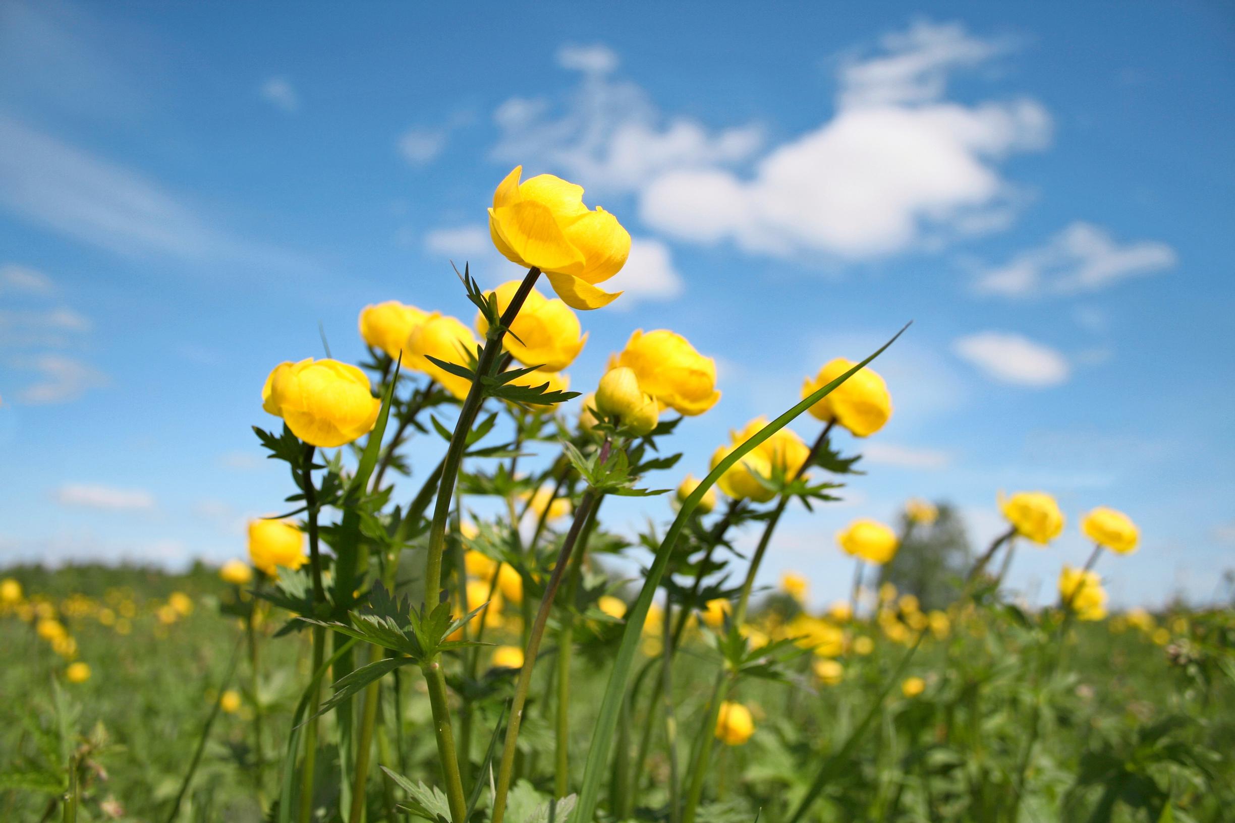 Niittykullero Trollius europaeus