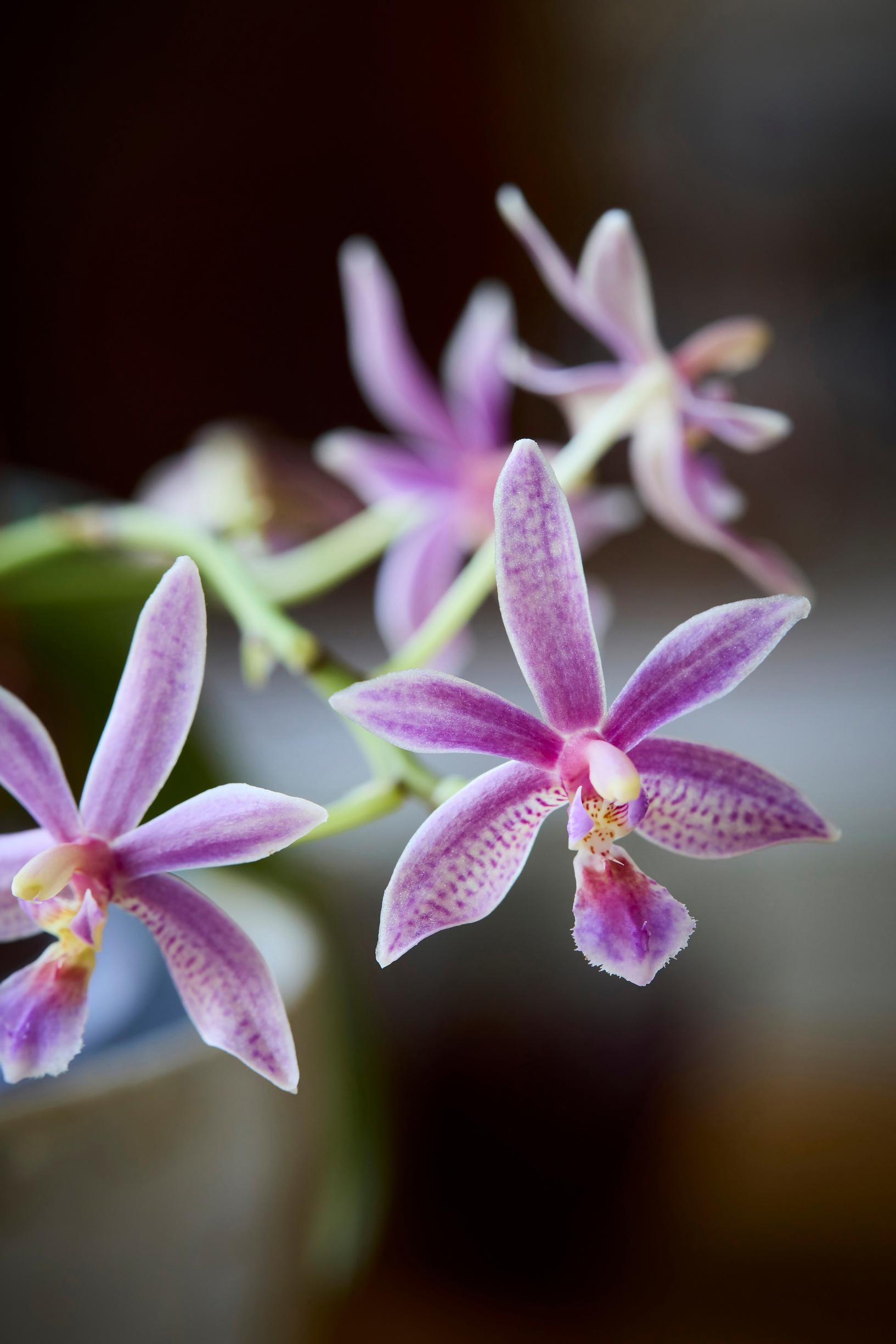 Primäärihybridi Linda Cheok, Phalaenopsis-risteymä (maculata × equestris)