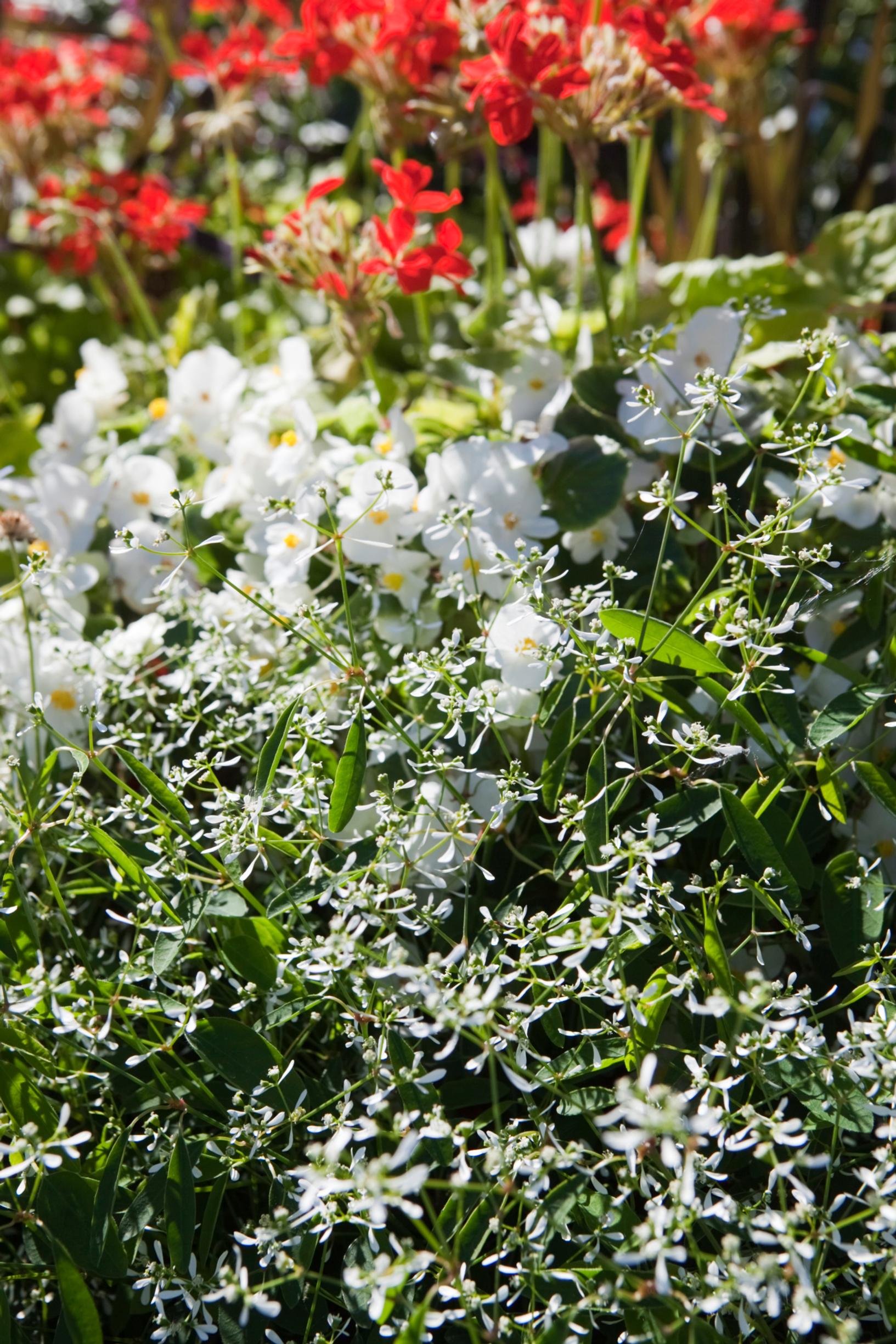 'Eureka White' -kesäbegonian edessä keveä poutapilvi Euphorbia hypericifolia 'Diamand Frost'.