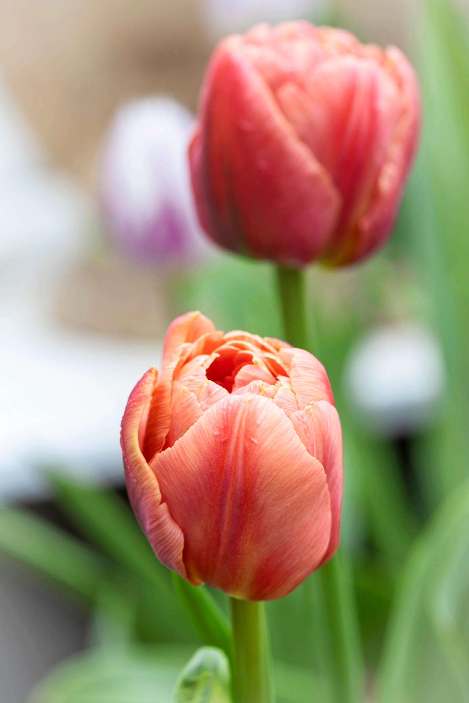 Tulppaani 'Copper Image'