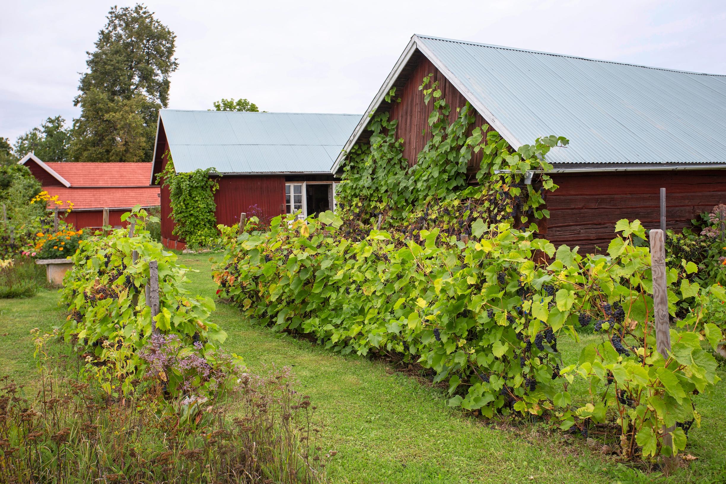 Piharakennukset Helenan viinitarhassa