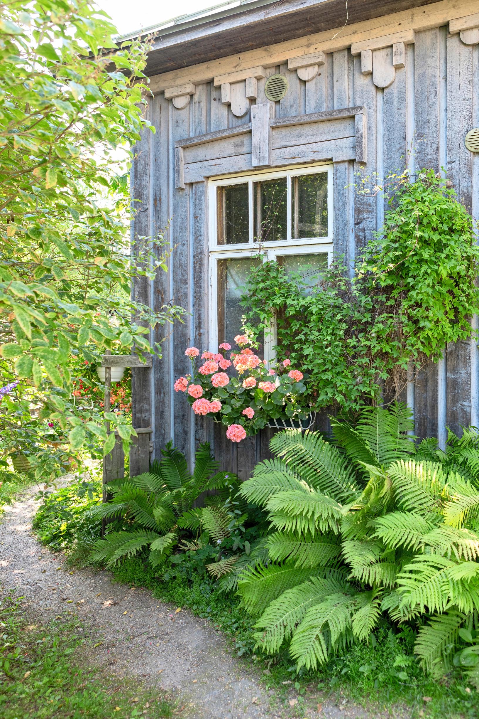 Kesäkukat puutarhassa, pelargoni ikkunalla