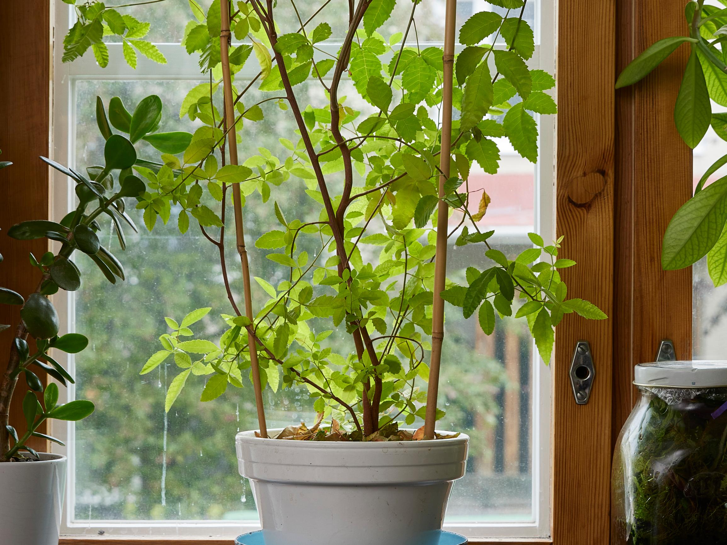 Huikea huonekasvi roseepippurista! Ruokatoimittaja kylvi maustekaapin antimista komean näkösuojan ikkunalleen