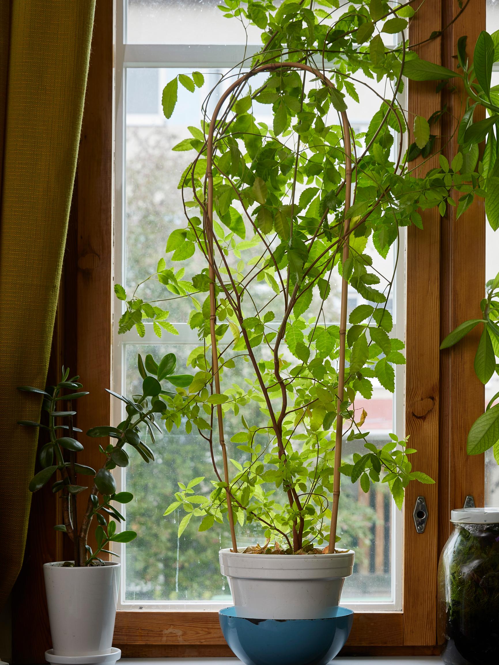 Huikea huonekasvi roseepippurista! Ruokatoimittaja kylvi maustekaapin antimista komean näkösuojan ikkunalleen