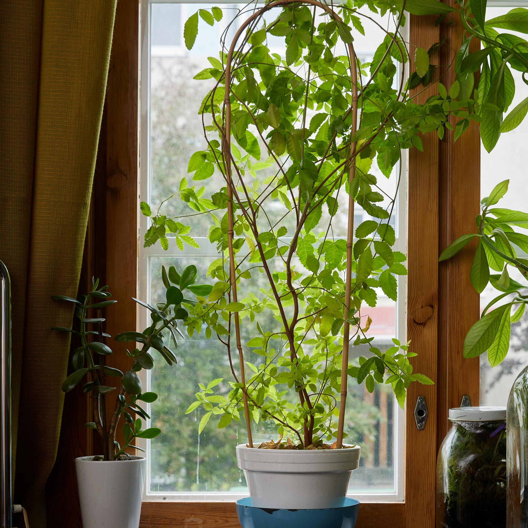 Huikea huonekasvi roseepippurista! Ruokatoimittaja kylvi maustekaapin antimista komean näkösuojan ikkunalleen
