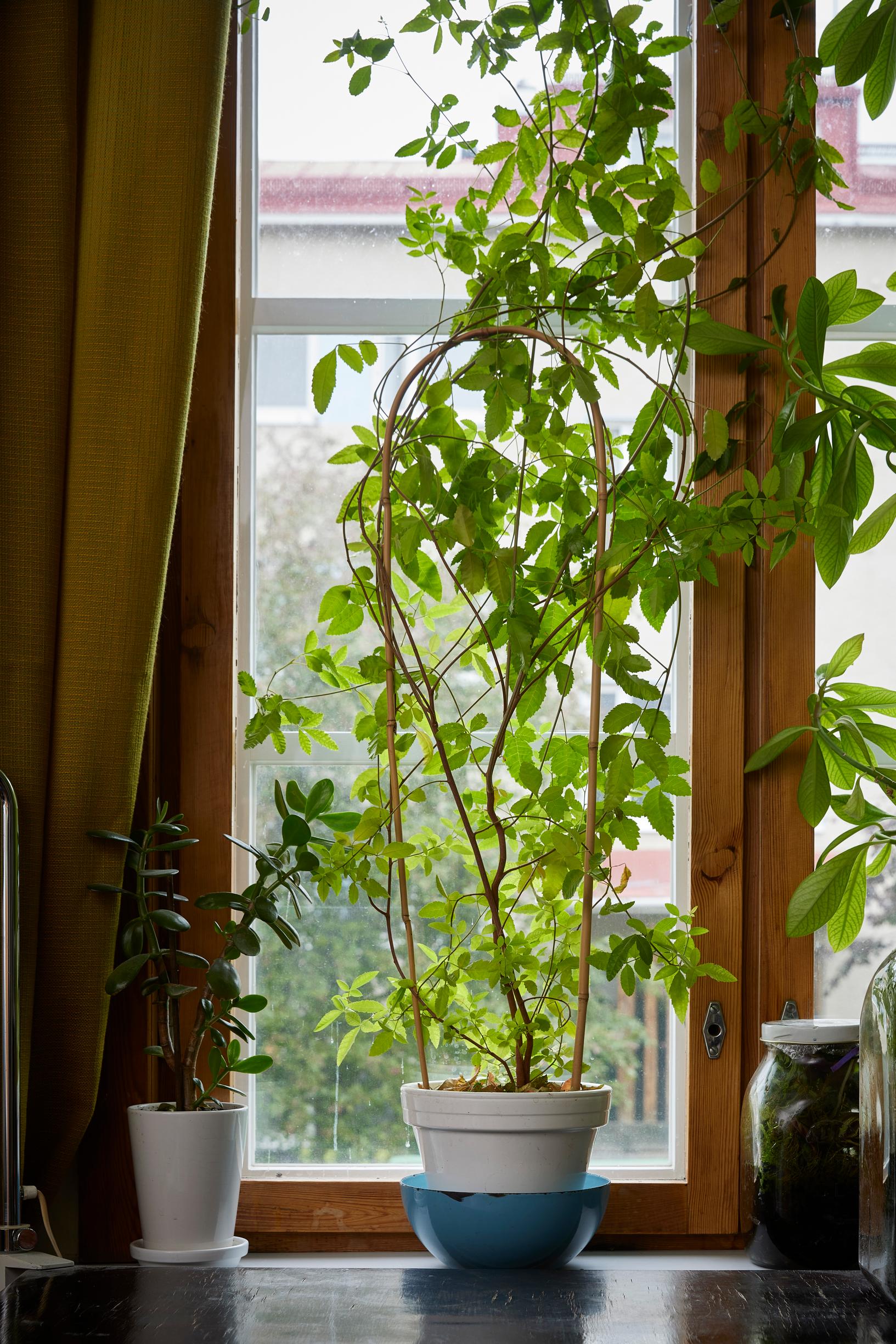 huonekasvi roseepippurista