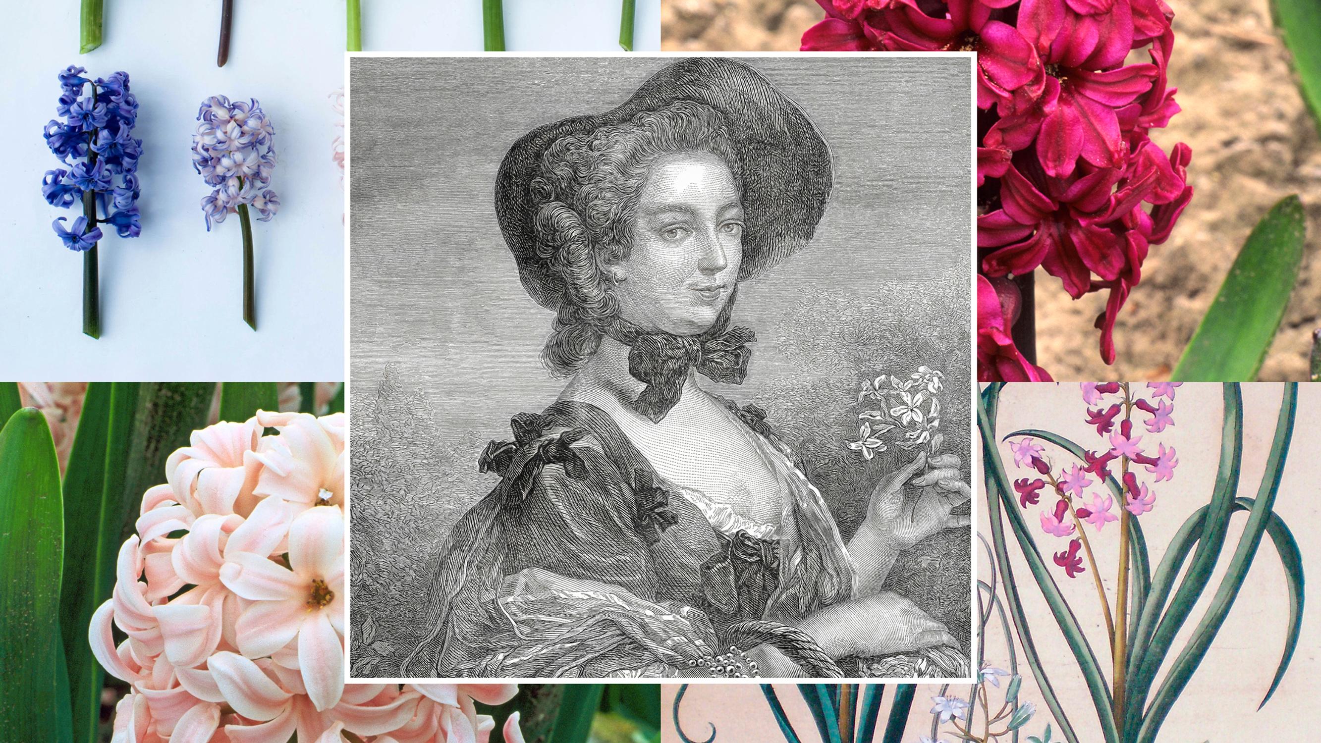1700-luvulla hyasinttisipuli saattoi maksaa enemmän kuin sata hevosta ja oman aikansa influensseri Madame de Pompadour käytti hyasintteja kaulakoruina