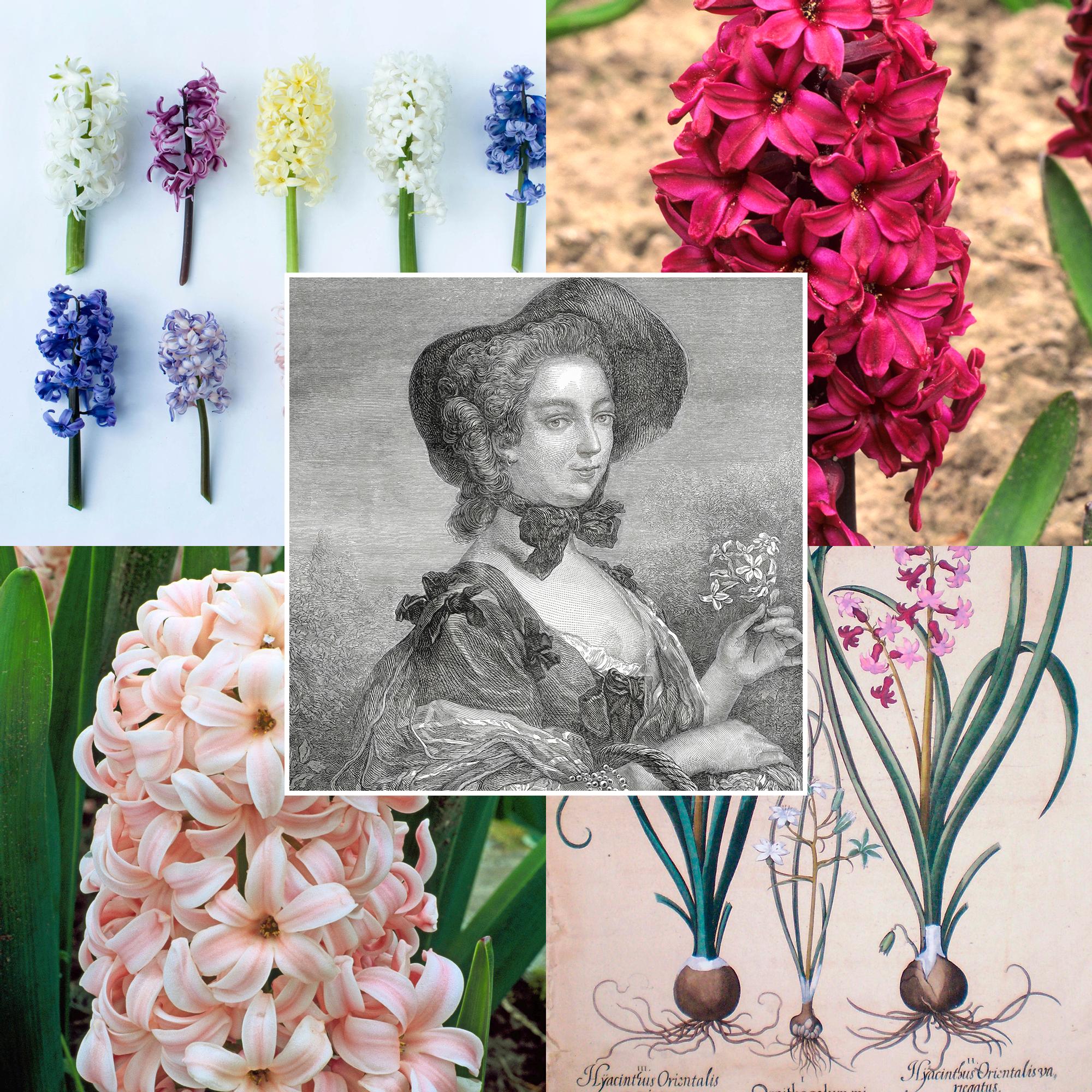 1700-luvulla hyasinttisipuli saattoi maksaa enemmän kuin sata hevosta ja oman aikansa influensseri Madame de Pompadour käytti hyasintteja kaulakoruina
