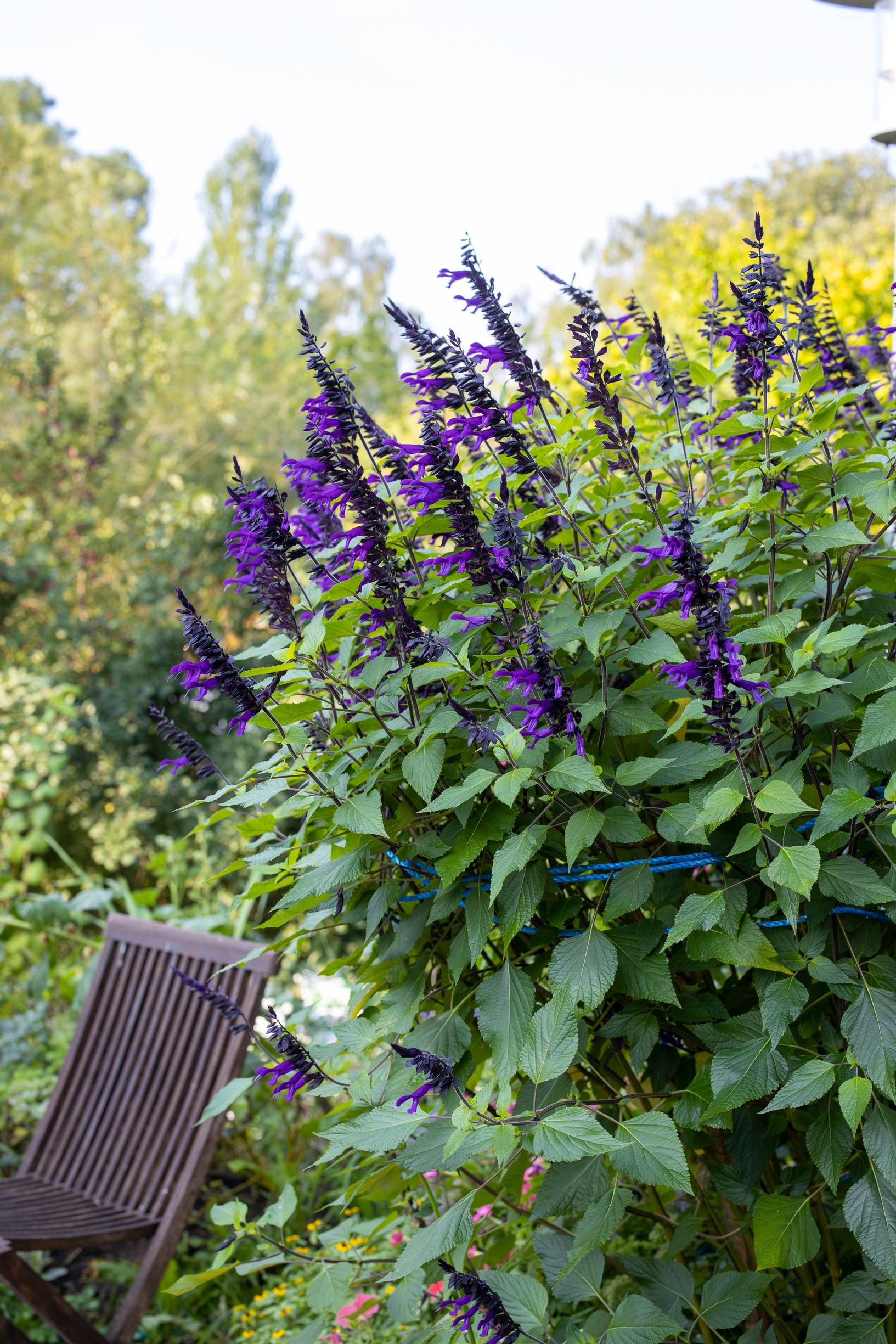 Salvia 'Amistad'