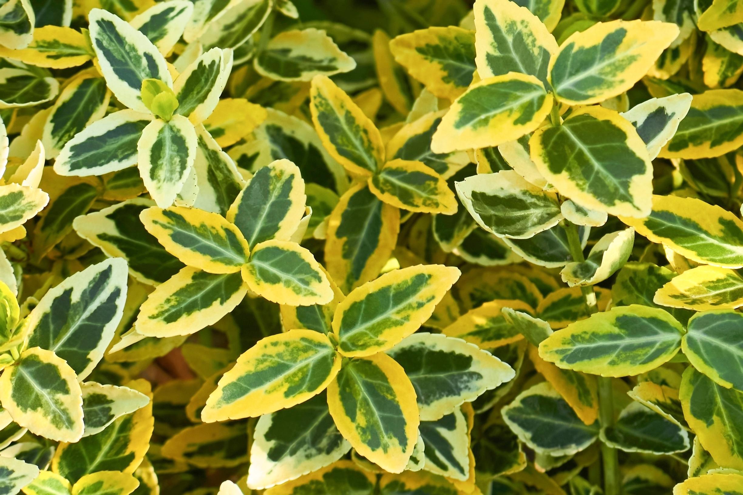 Suikerosorvarinpensas ’Emerald ’n’ Gold’