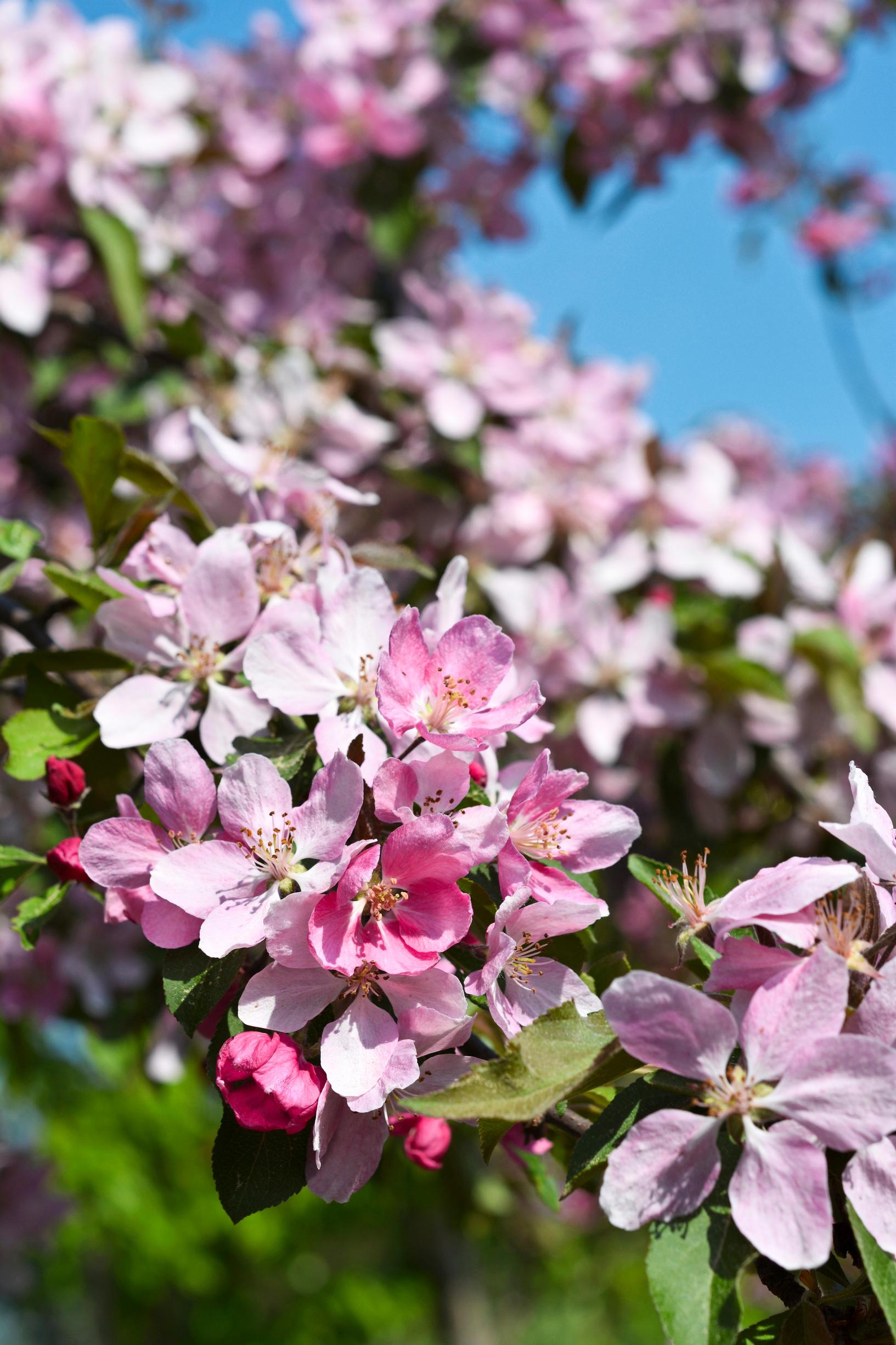 purppuraomenapuu ’Makamik’