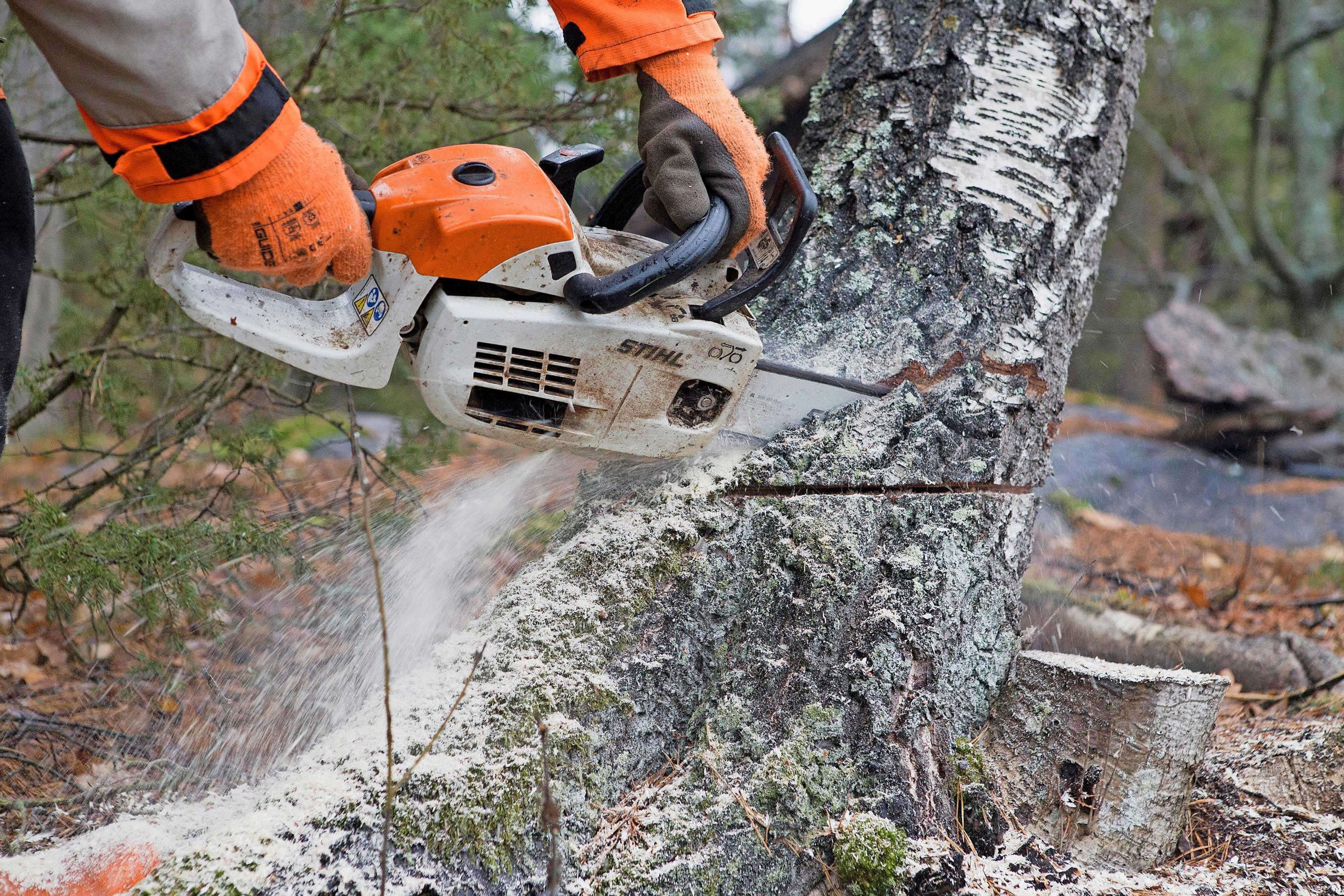 metsurin kädet pitävät moottorisahaa, joka kaataa koivua