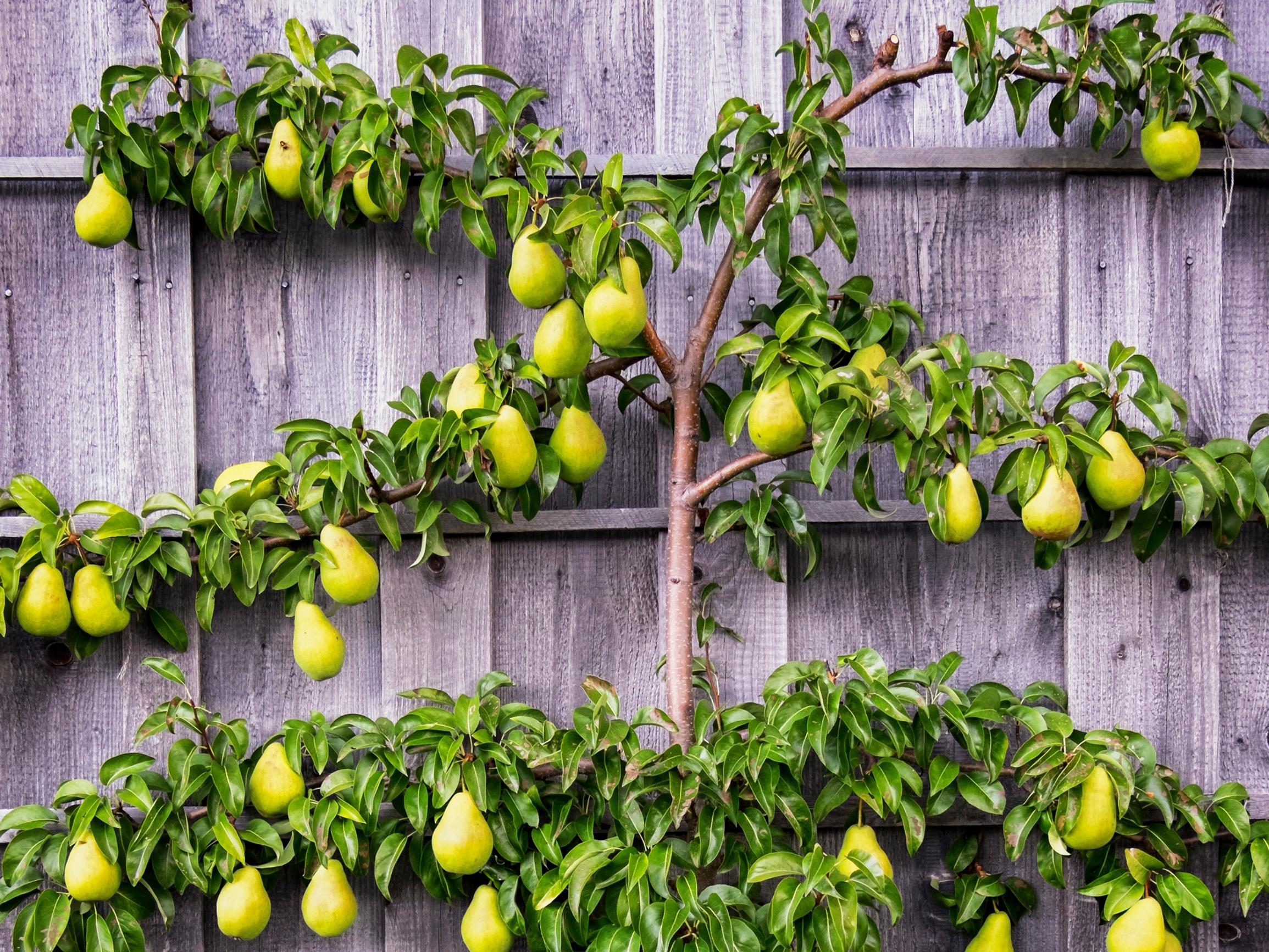 Koristeellinen säleikköpäärynä sopii pieneenkin pihaan – näin kasvatat puuta seinustalla ja muotoilet sen matalaksi