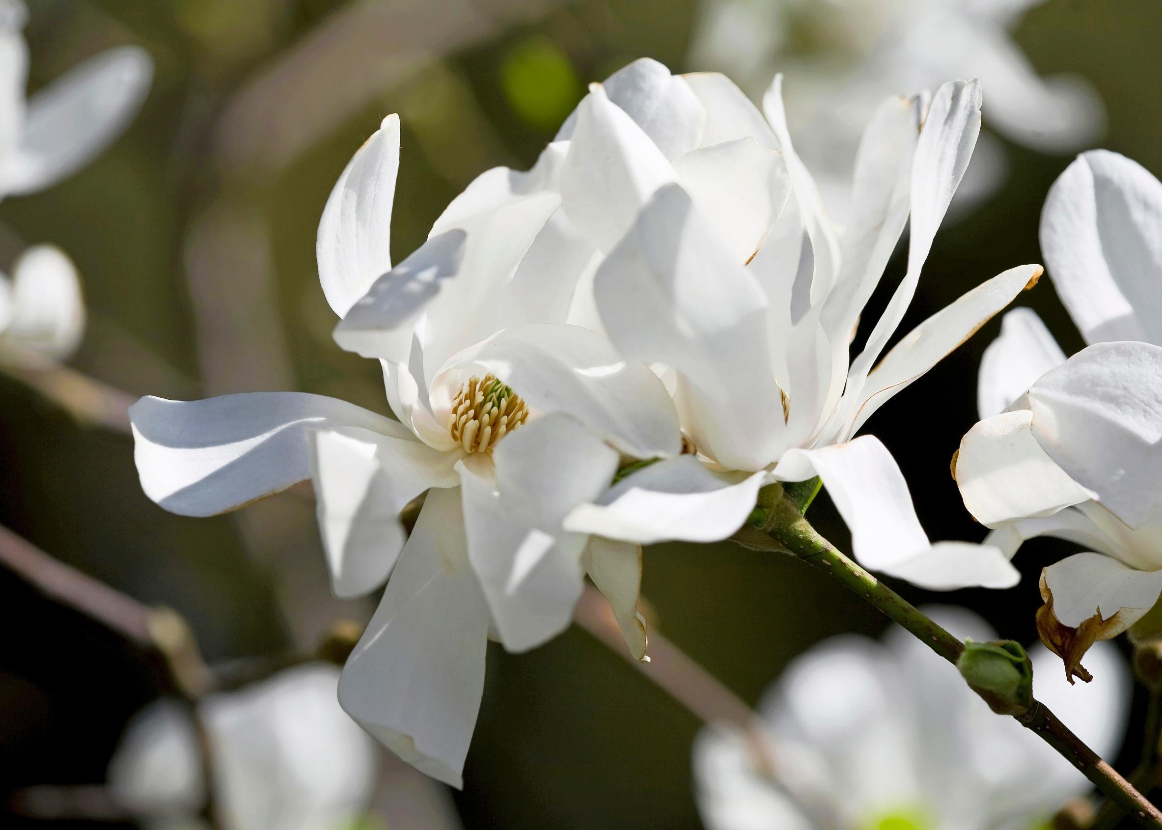 Japaninmagnolia