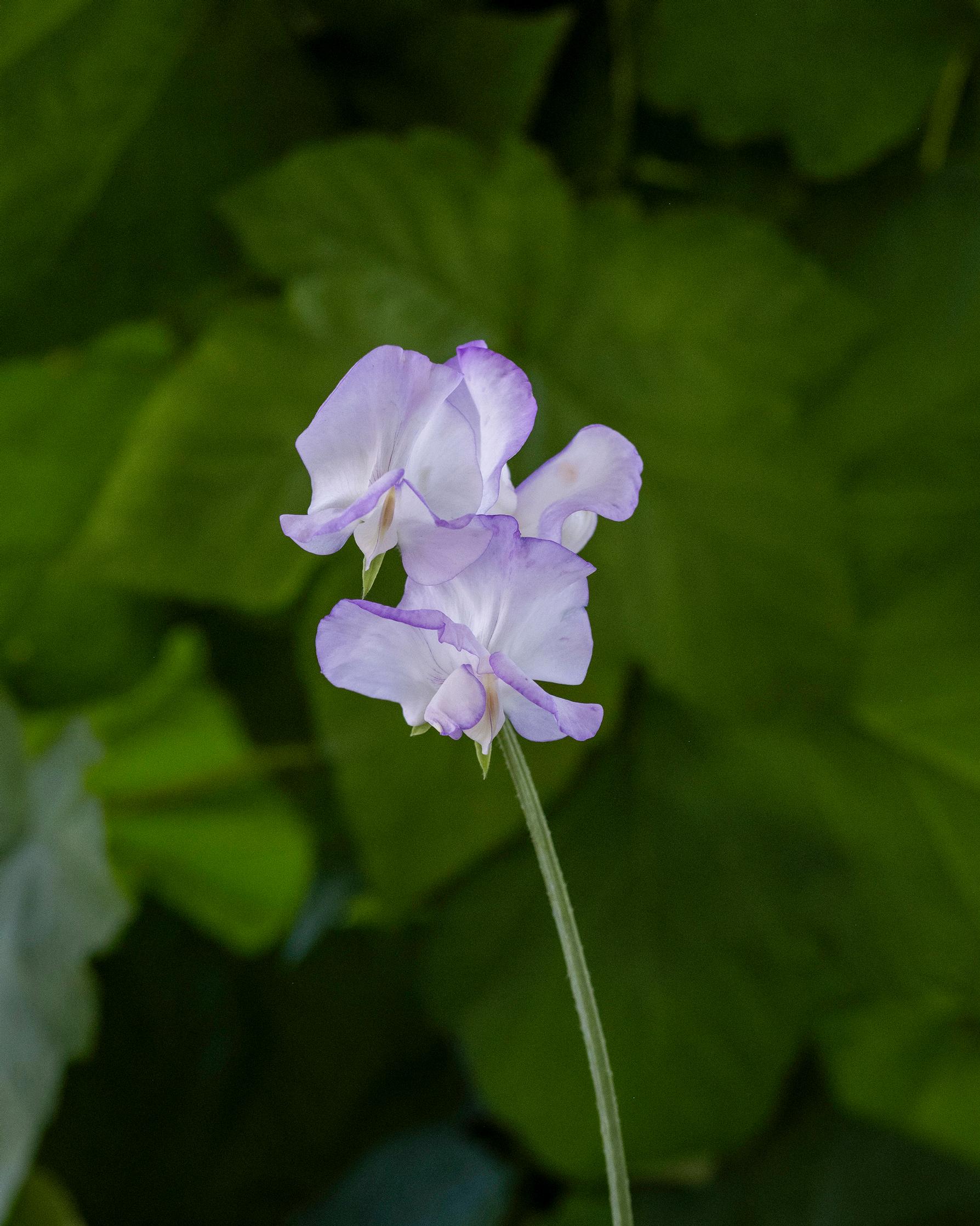 Tuoksuherne 'Albutt Blue'.