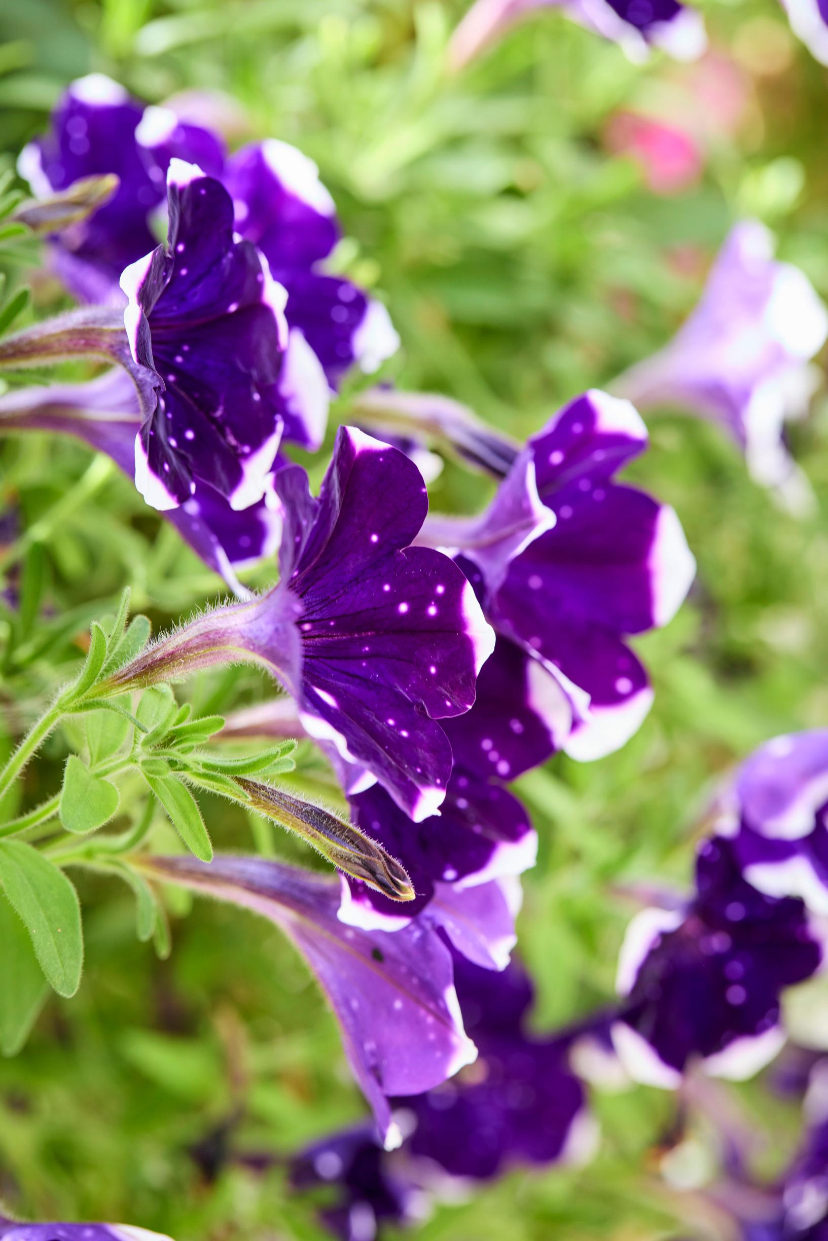 Kesäkukka-amppelit: petunia