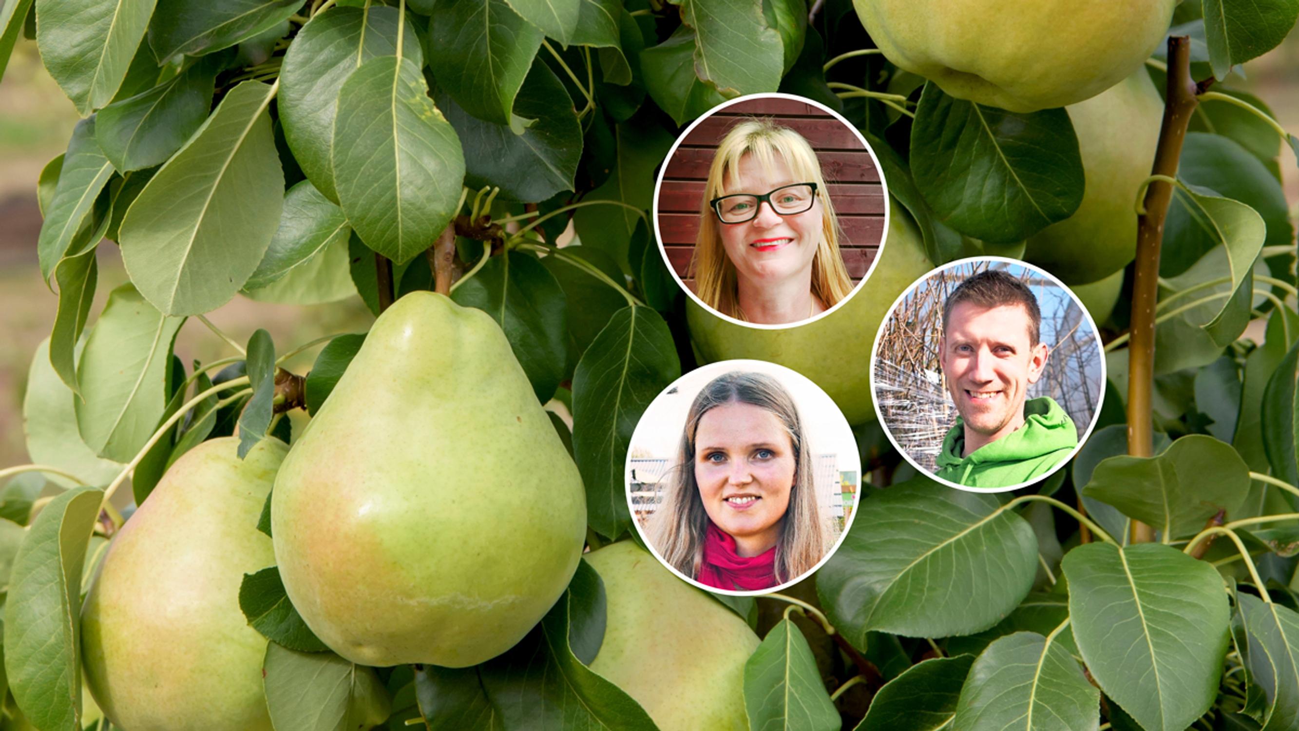 Parhaat hedelmäpuut – taimistojen ammattilaiset vinkkaavat 9 satoisaa lempilajikettaan