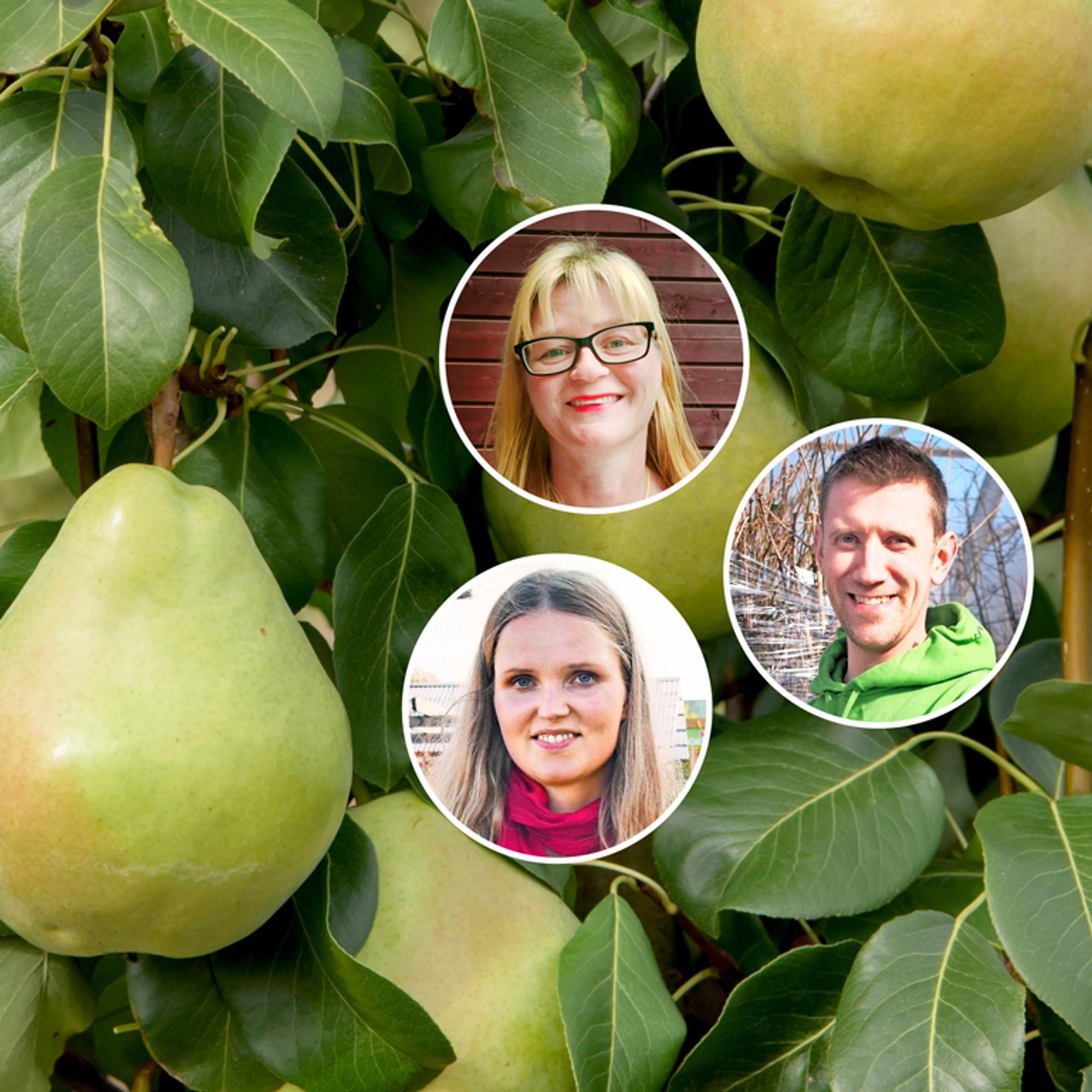 Parhaat hedelmäpuut – taimistojen ammattilaiset vinkkaavat 9 satoisaa lempilajikettaan