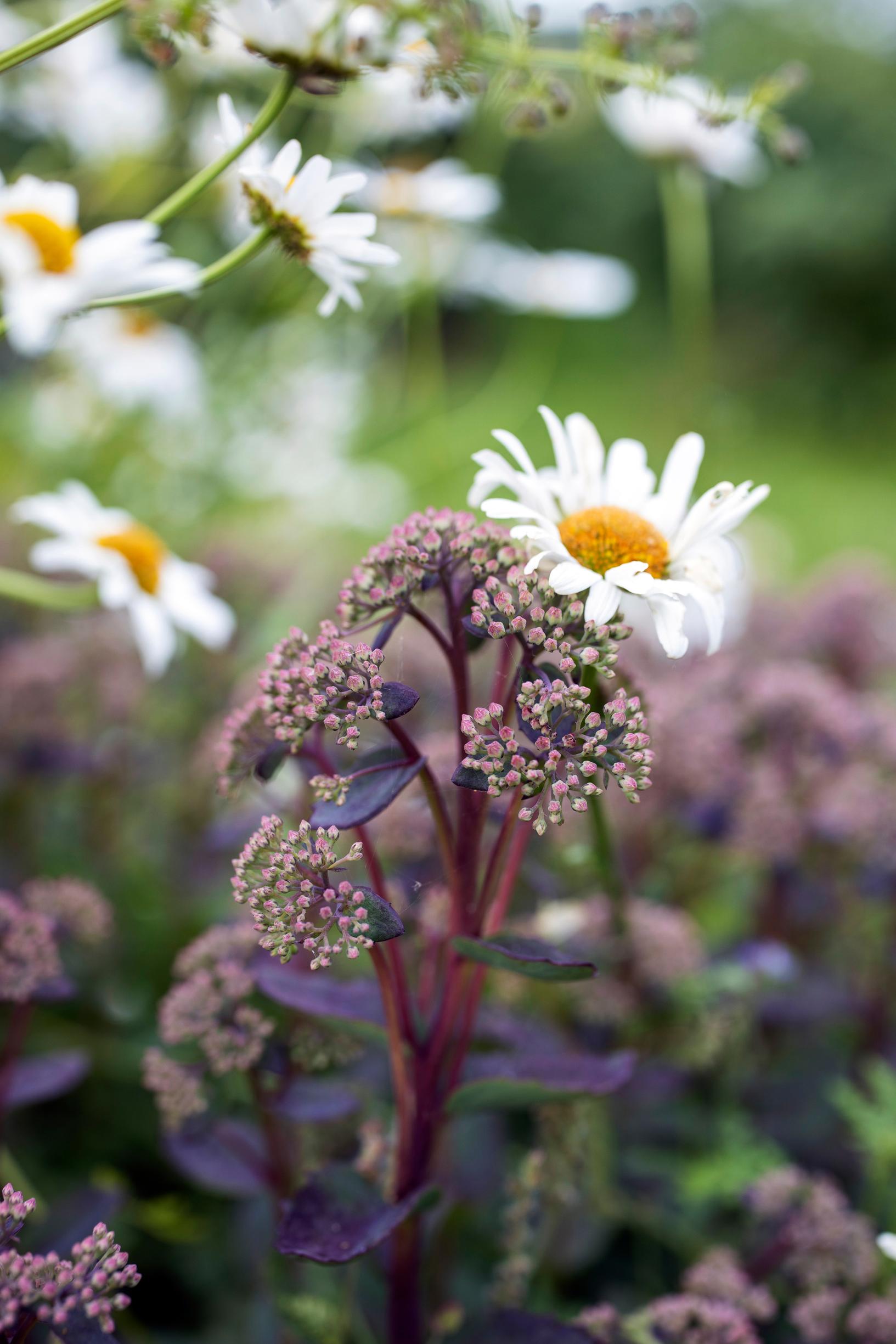 Sekaistutus Ulla-Maijan puutarhassa