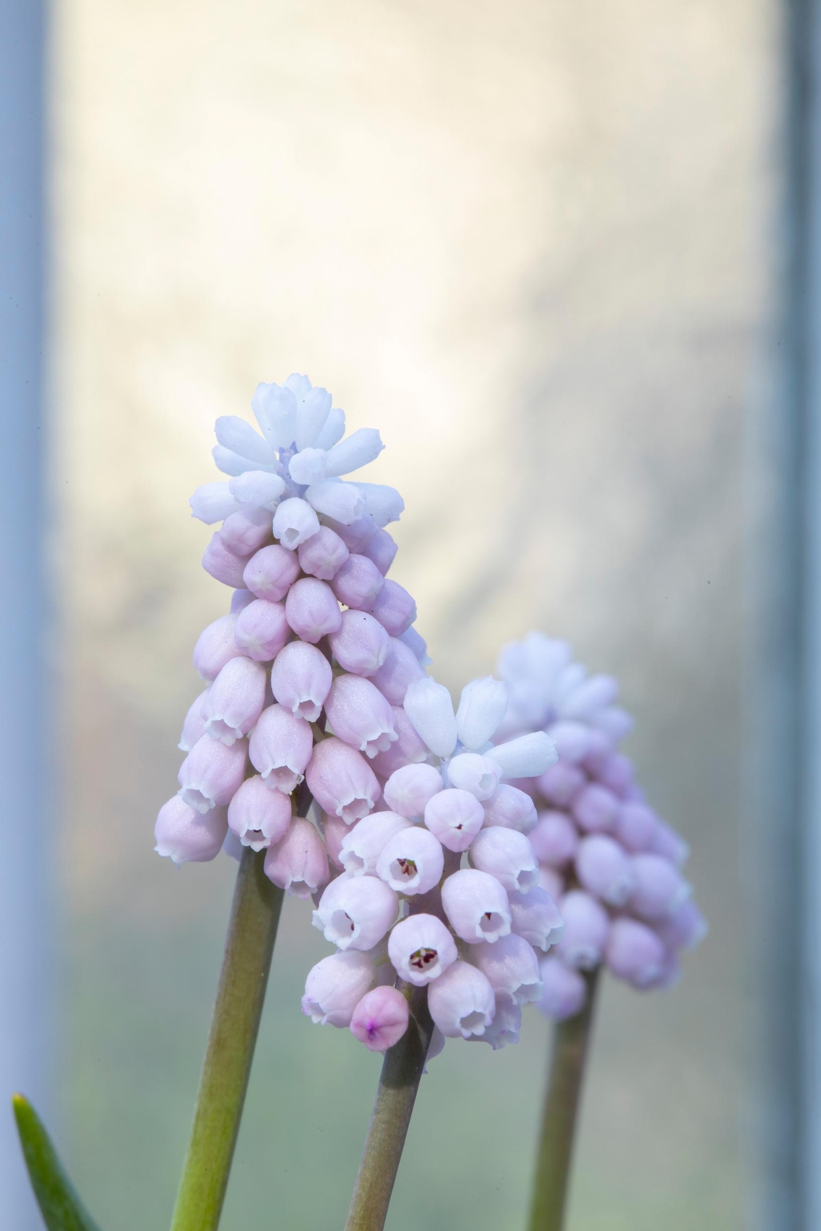 ’Pink Sunrise’ -tummahelmililja