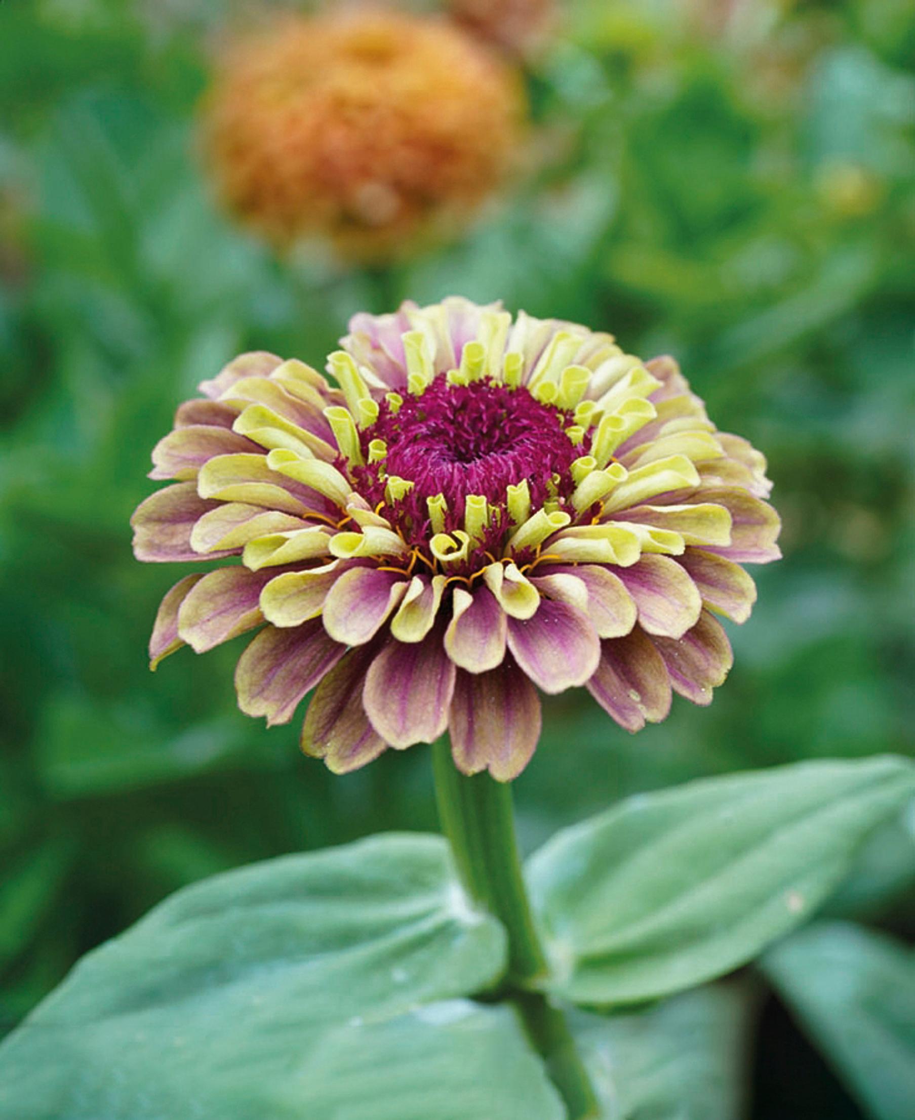 Isotsinnia 'Queeny Lime Red' kasvattaa kerrannaiset tai puolikerrannaiset kukat.