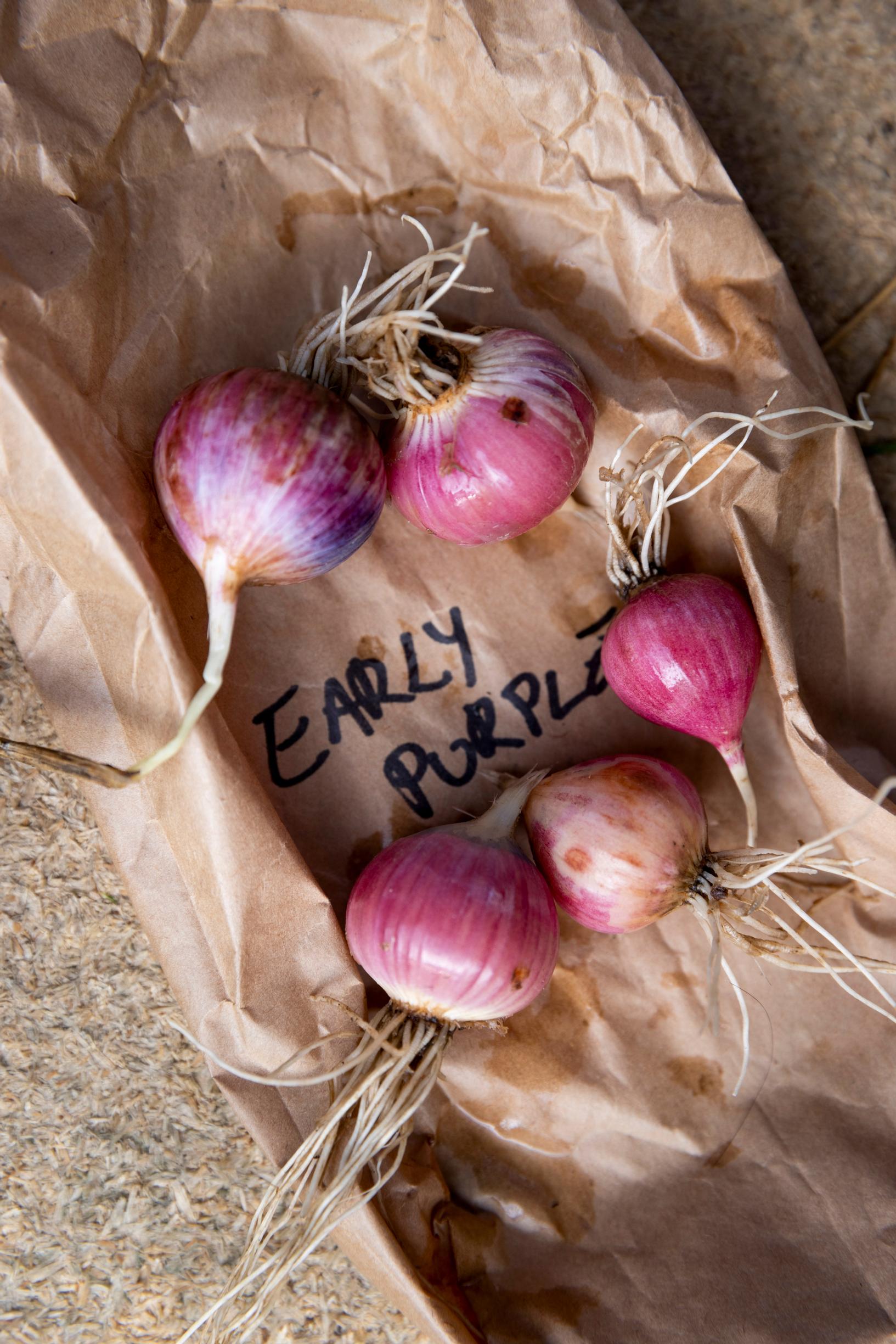 ’Early Purple’ -lajikkeella on punaiset posket.