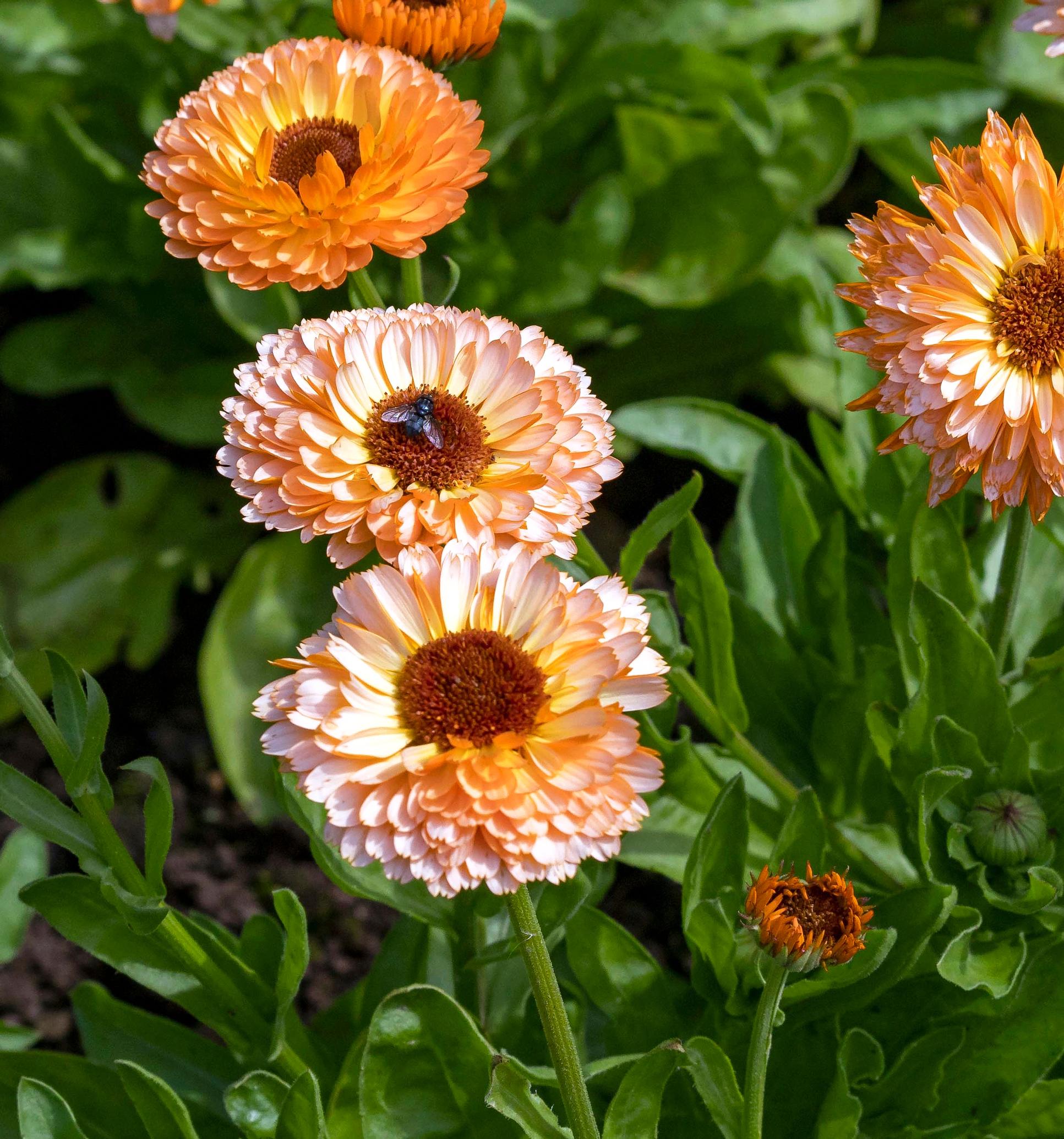 Tarhakehäkukka ’Pink Surprise’