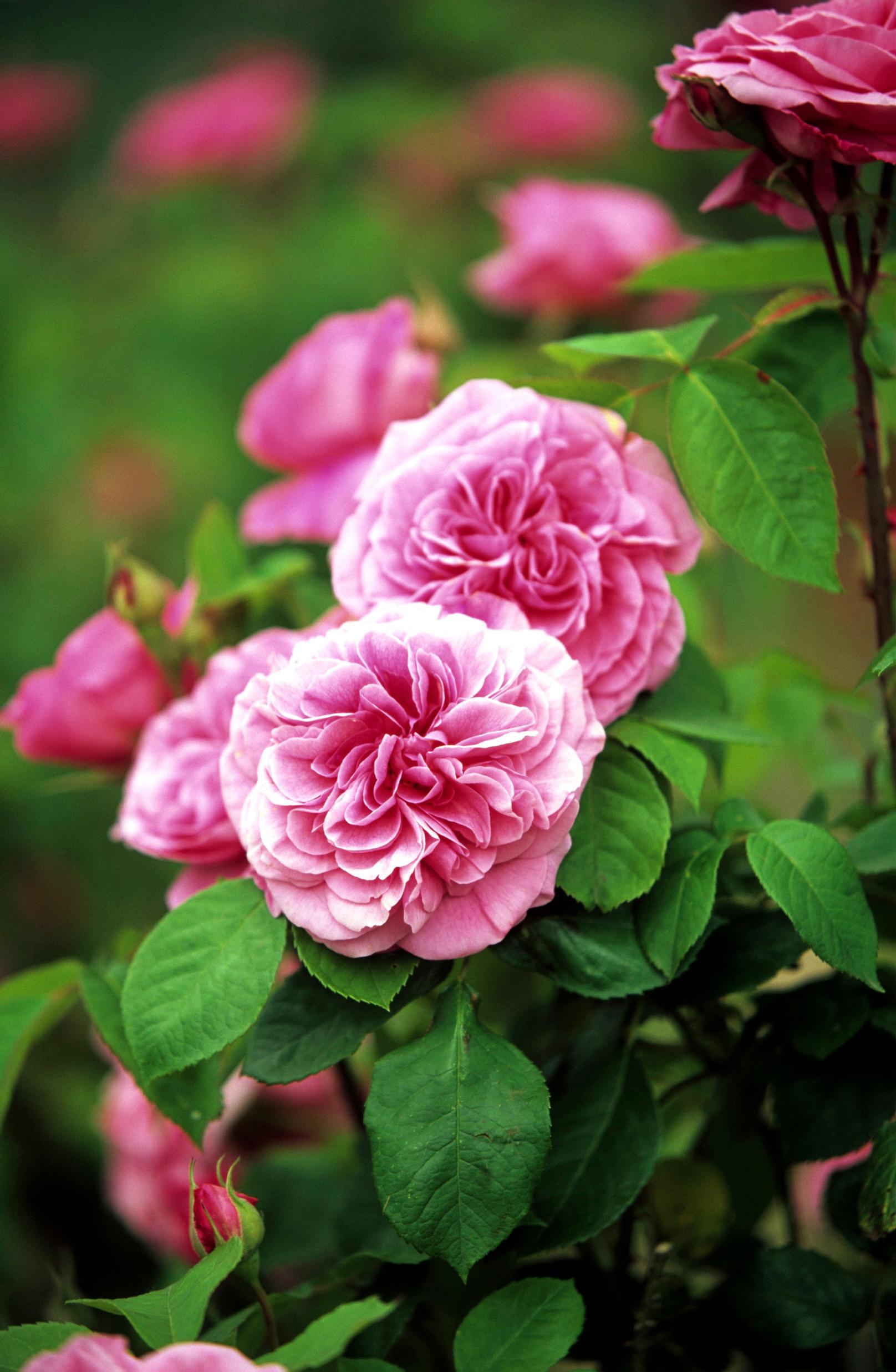 Rosa 'Gertrude Jekyll', pensasruusu