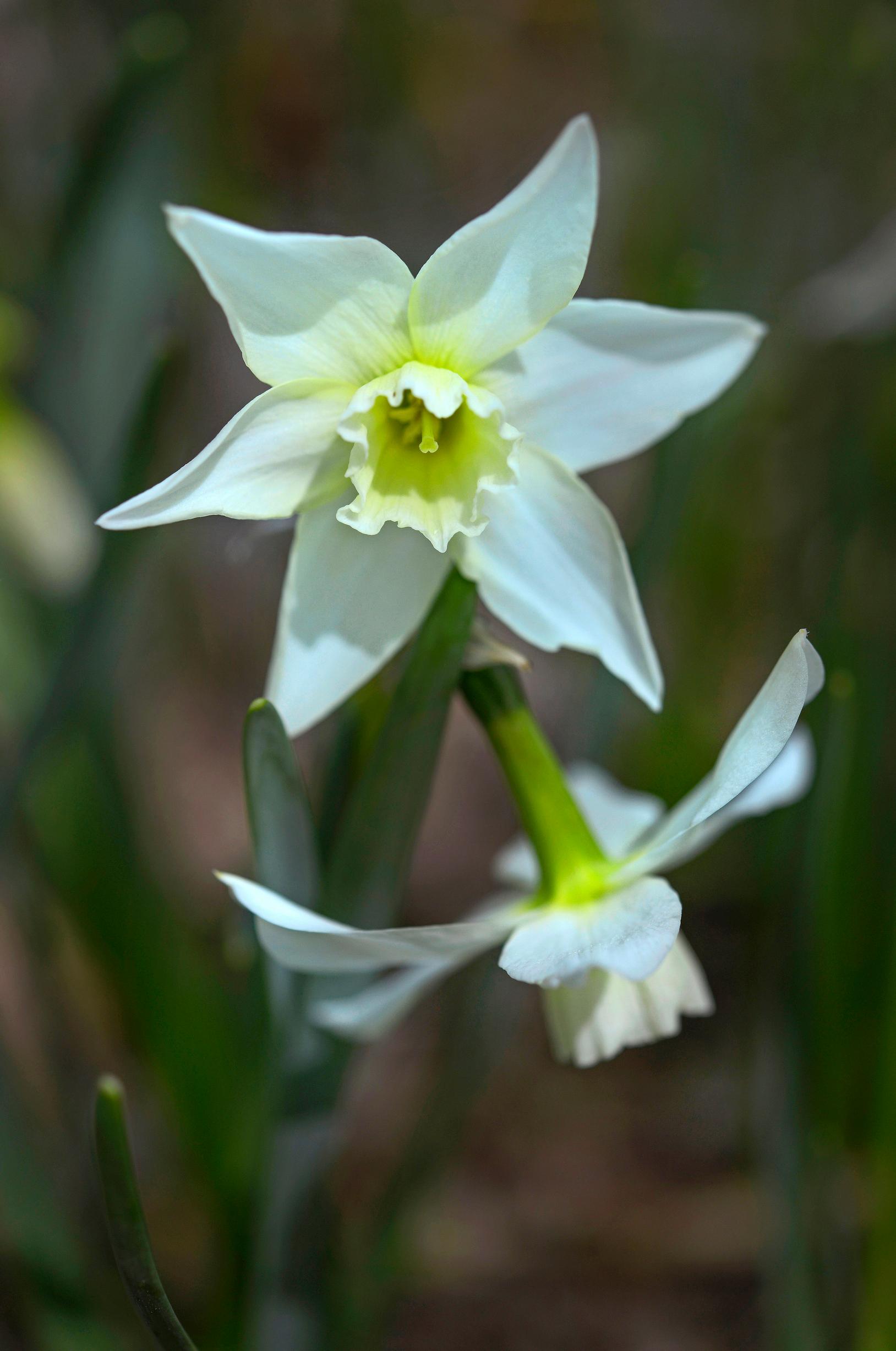 Orkideanarsissi 'Thalia'