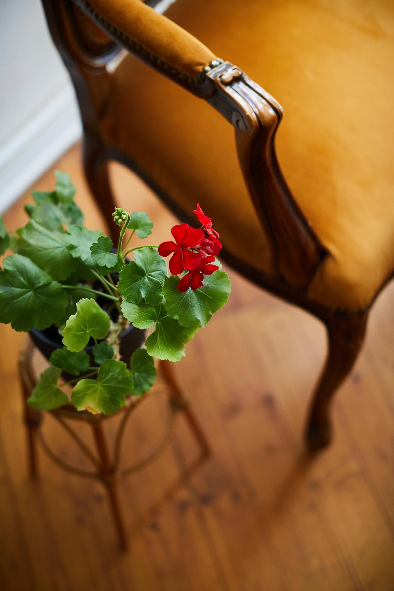 Pelargoni ja vanha tuoli.