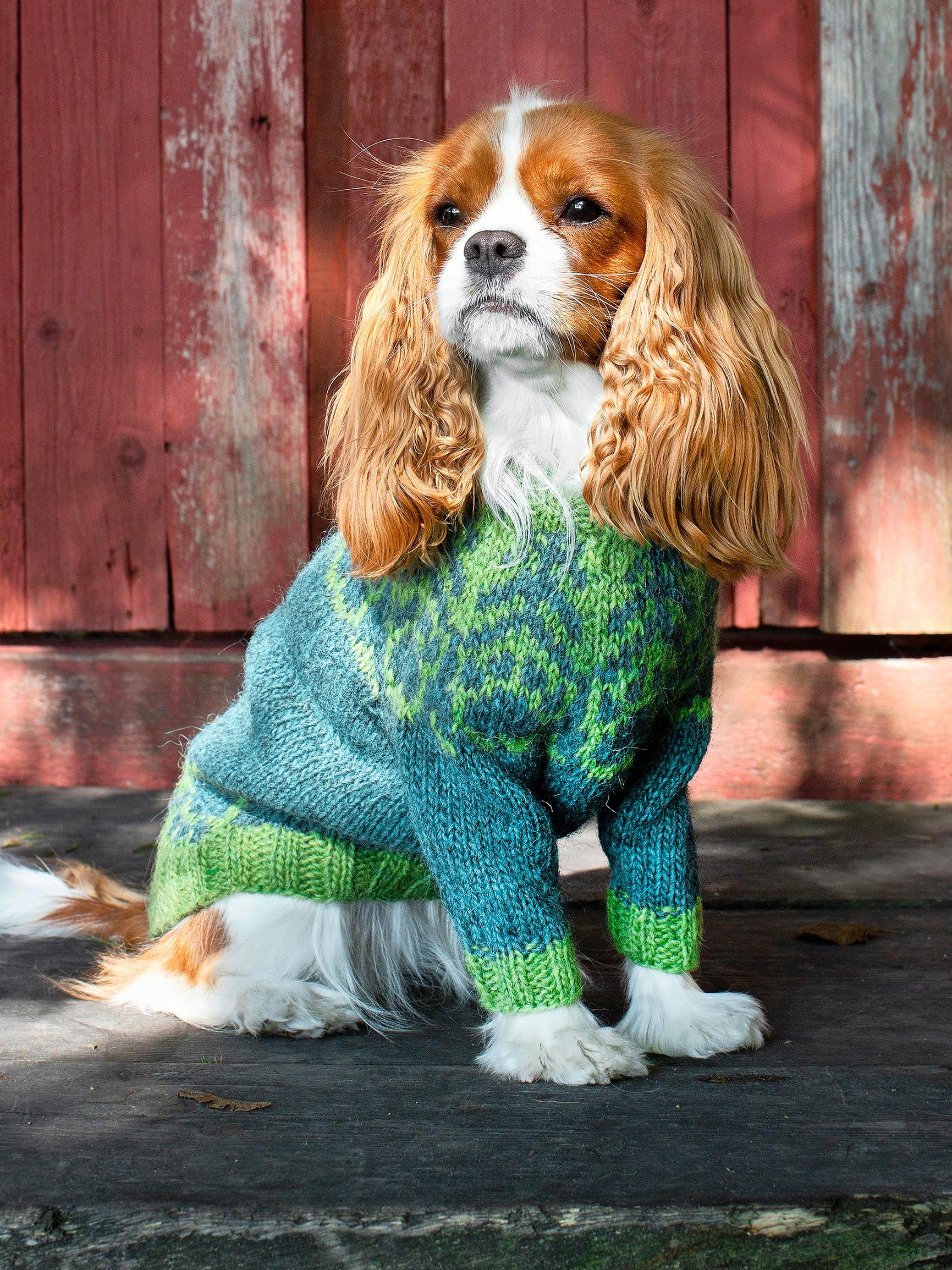 Koiran islantilaisneule lämmittää karvakaveria rapsakassa säässä – kurkkaa ohje ja neulo lemmikille upea neule