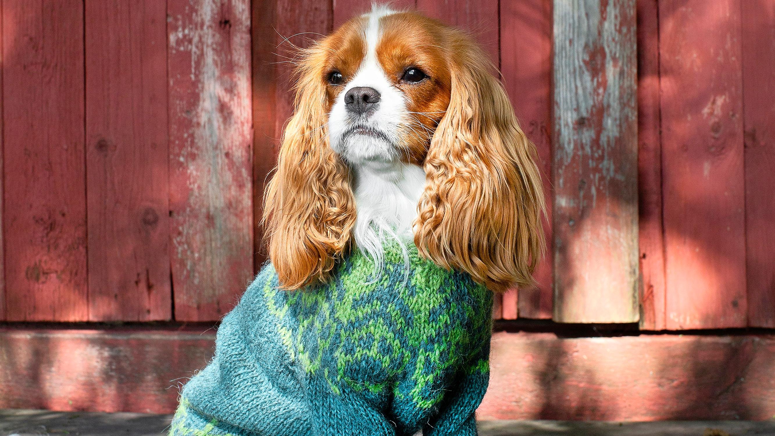 Koiran islantilaisneule lämmittää karvakaveria rapsakassa säässä – kurkkaa ohje ja neulo lemmikille upea neule