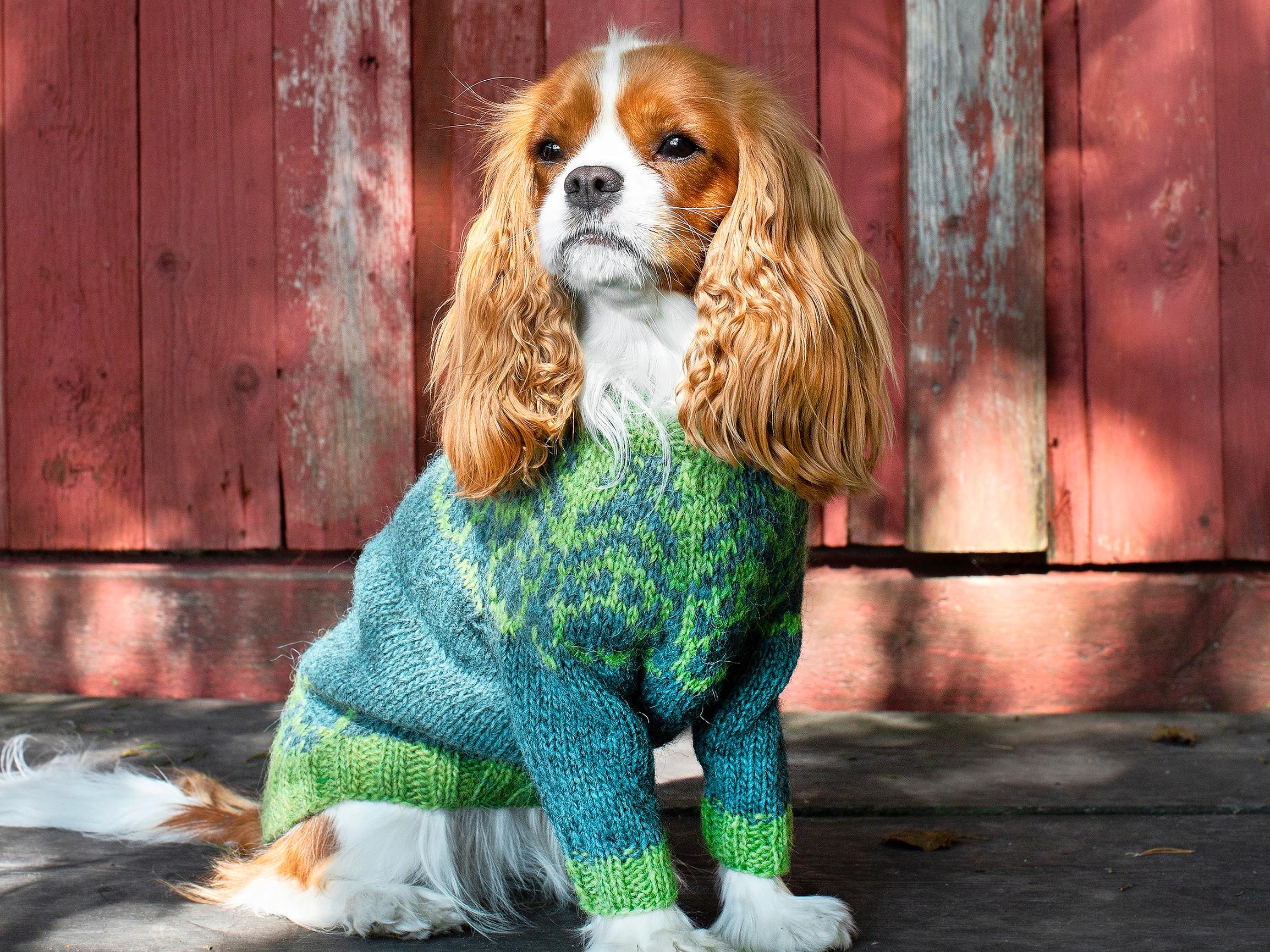 Koiran islantilaisneule lämmittää karvakaveria rapsakassa säässä – kurkkaa ohje ja neulo lemmikille upea neule