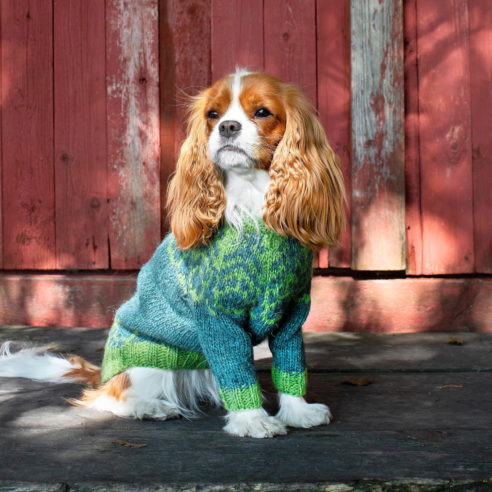 Koiran islantilaisneule lämmittää karvakaveria rapsakassa säässä – kurkkaa ohje ja neulo lemmikille upea neule