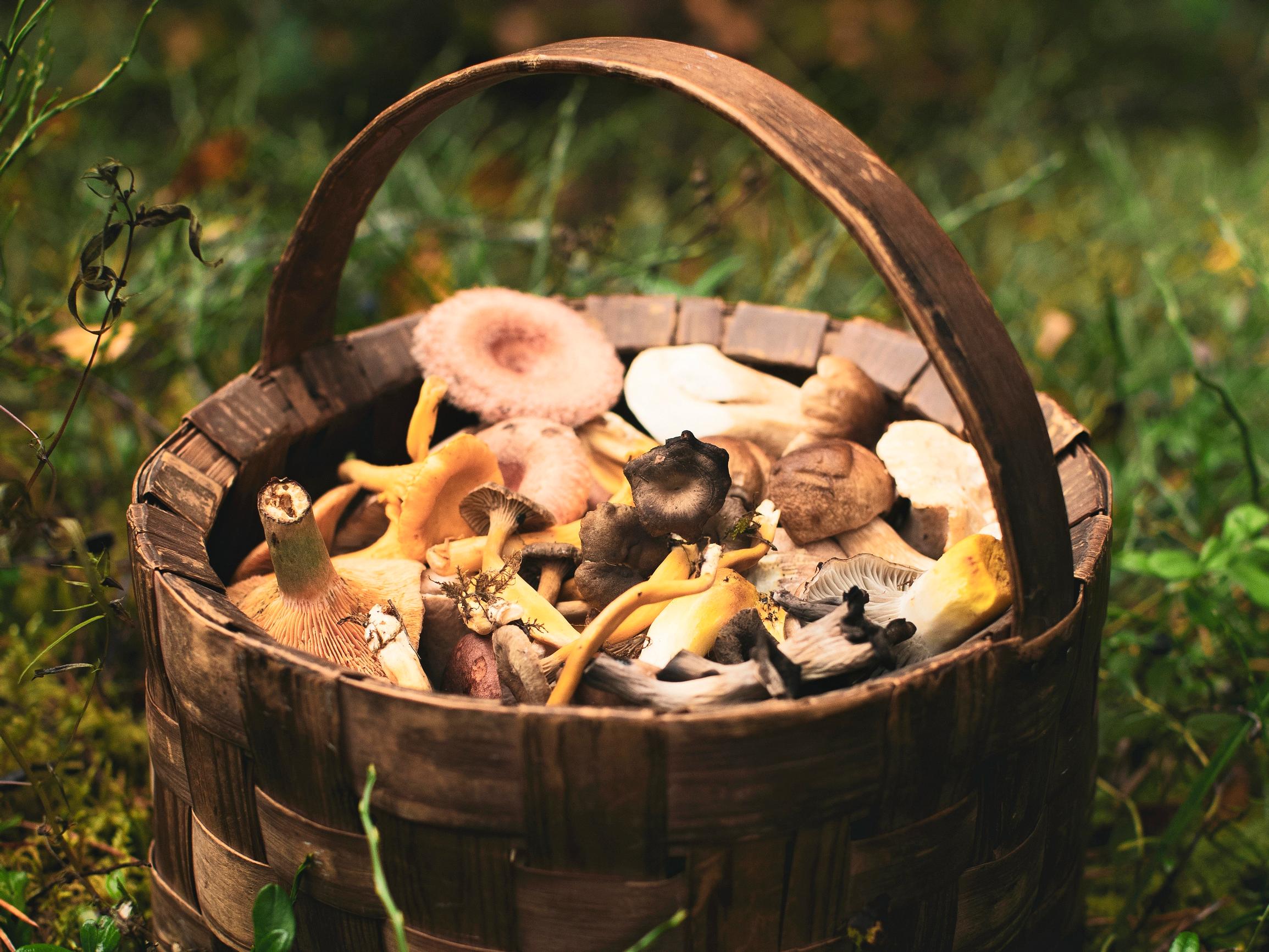 Sienestys on taito- ja tuurilaji – poimimme parhaat vinkit sienimetsään lähtevälle