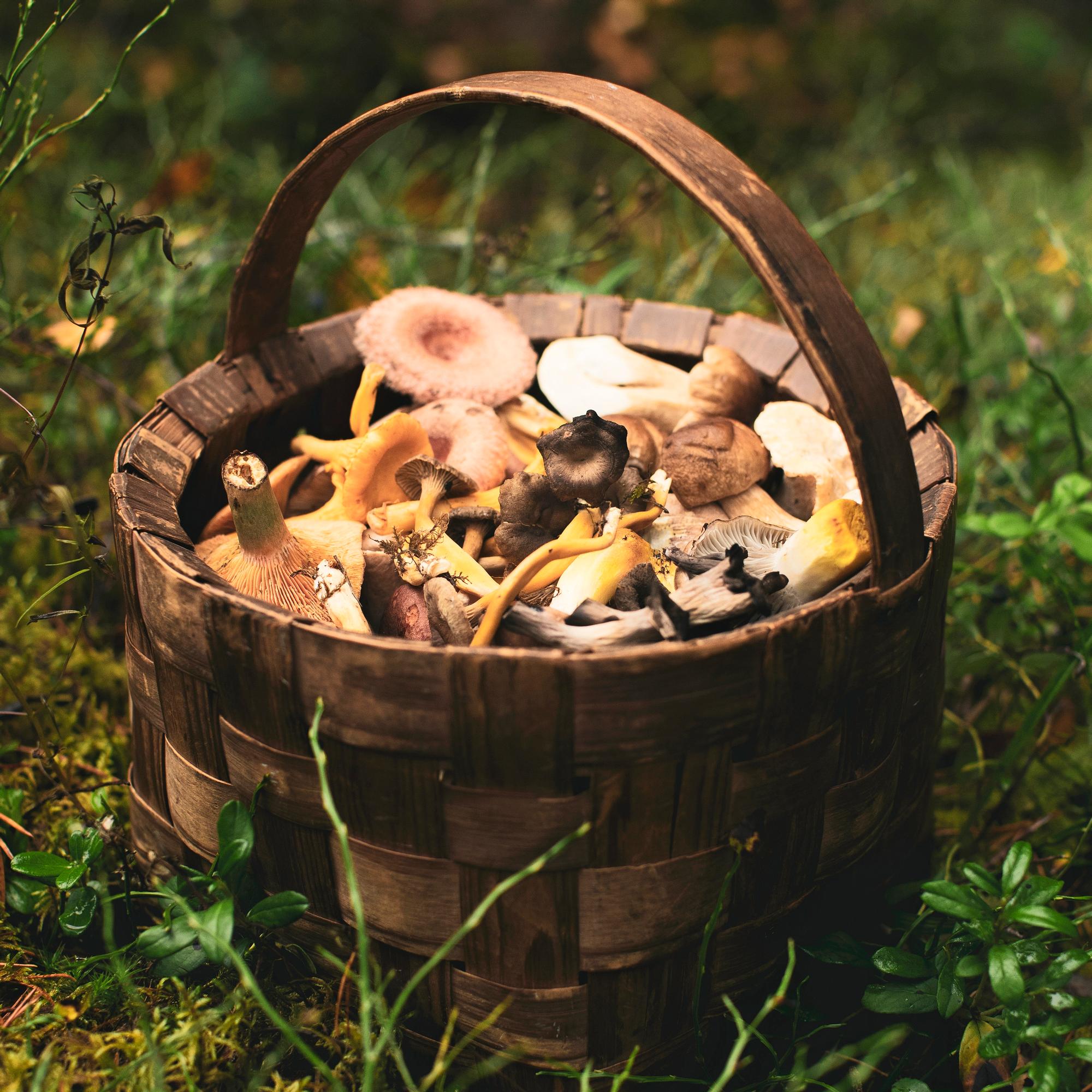 Sienestys on taito- ja tuurilaji – poimimme parhaat vinkit sienimetsään lähtevälle