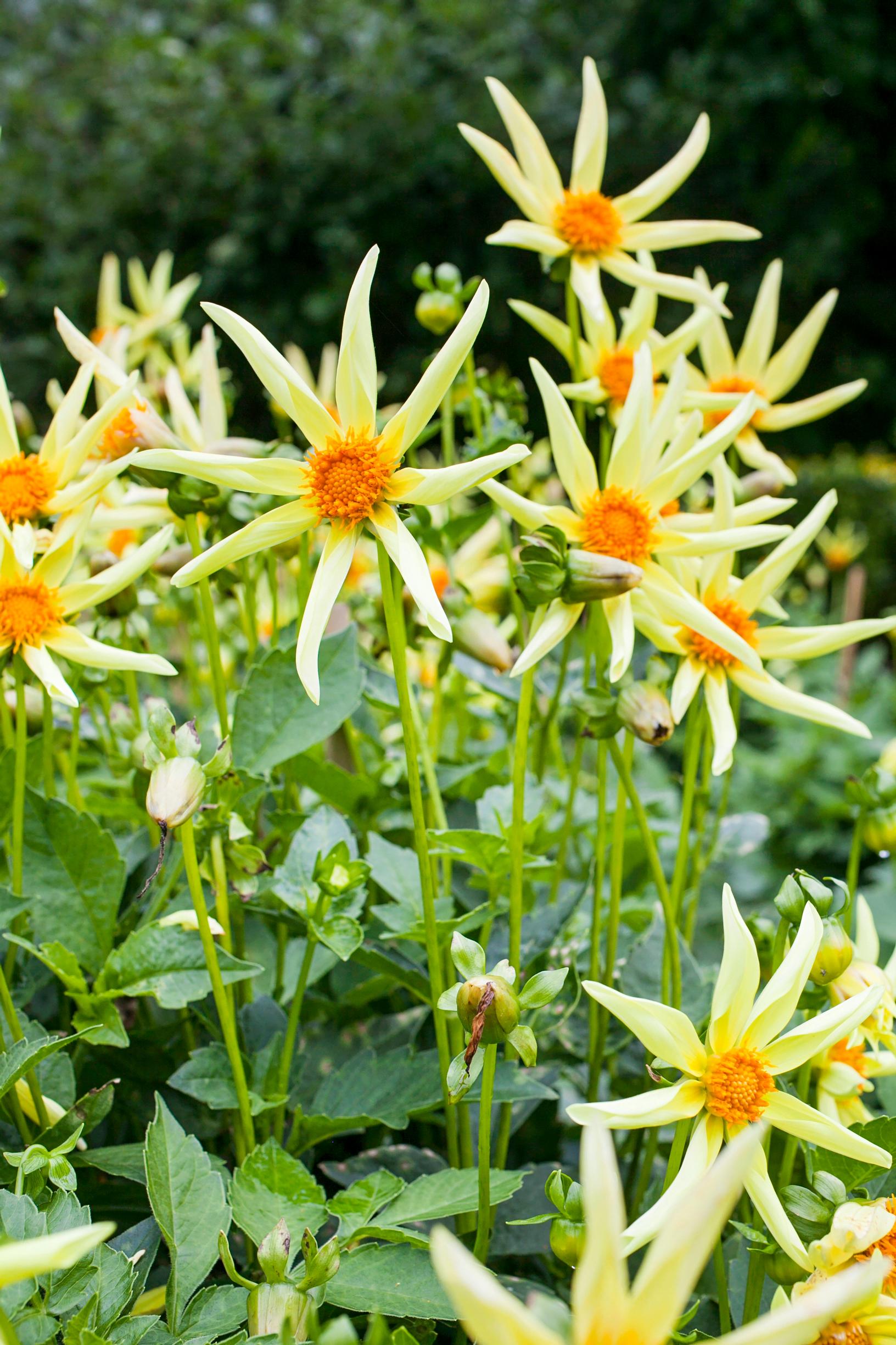 Tähtidaalia ’Honka Yellow’