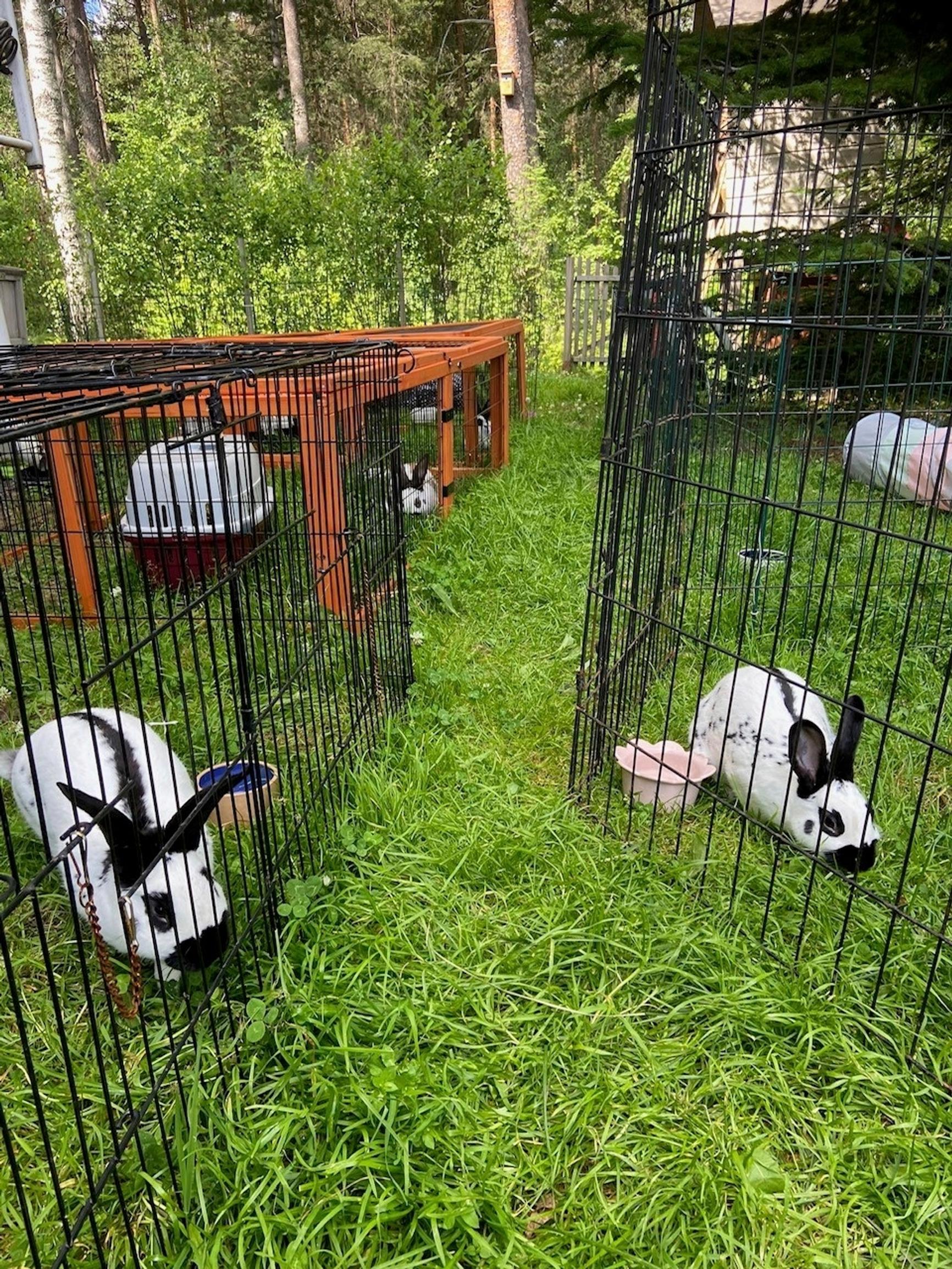 kaksi mustavalkoista kania eri häkeissä pihanurmella