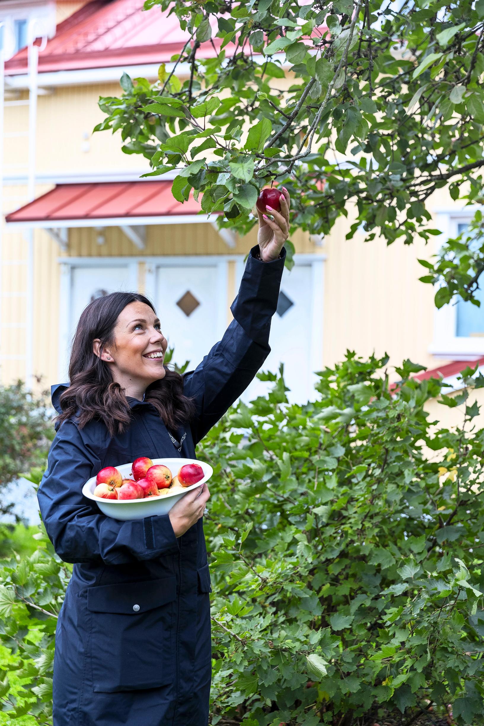 Linda Willberg kerää omenoita