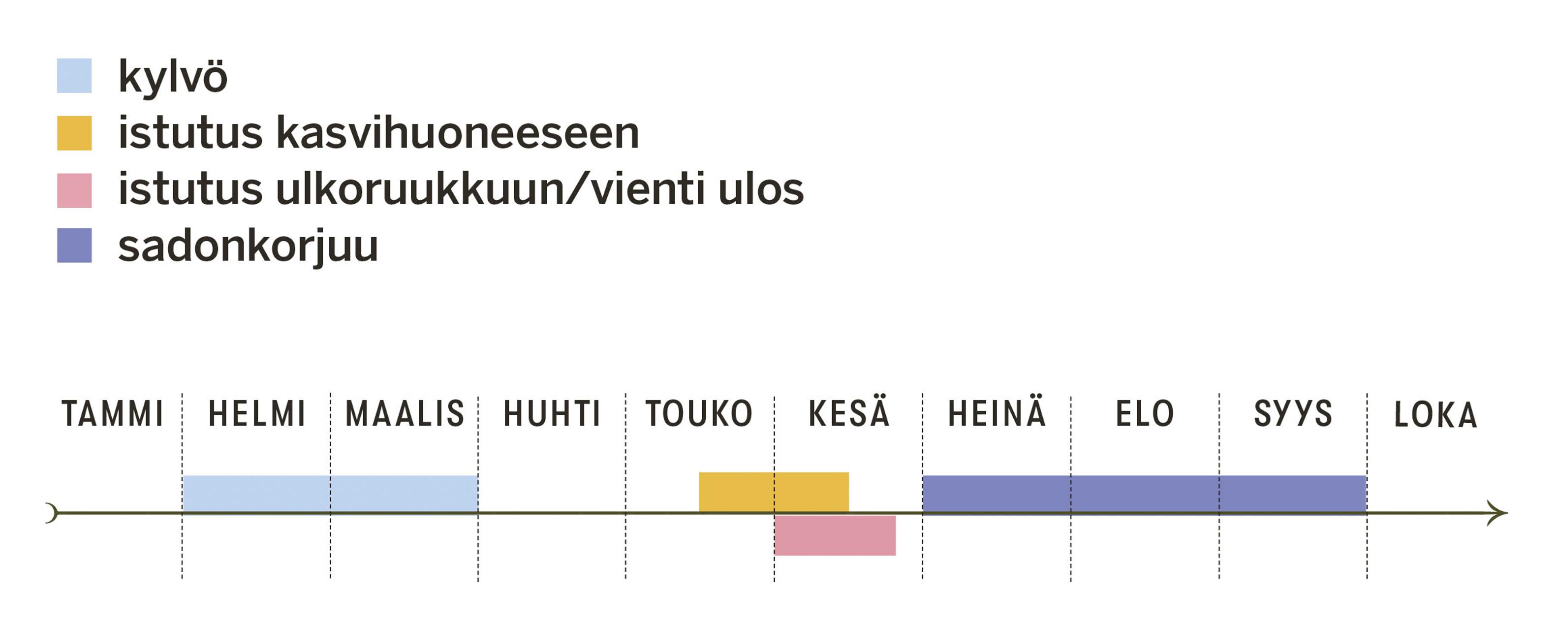 Munakoison kylvö- ja istutusajat
