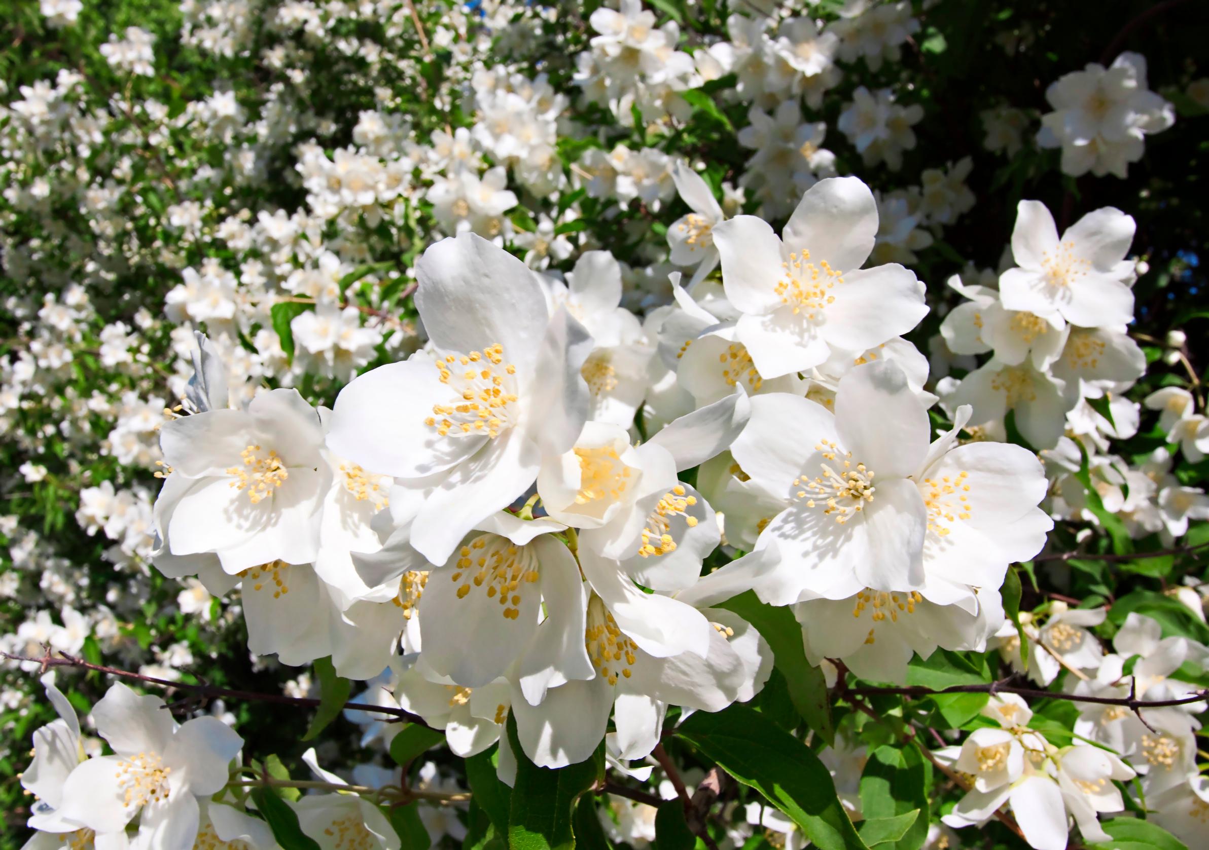 Loistojasmike, Philadelphus lewisii ’Tähtisilmä’