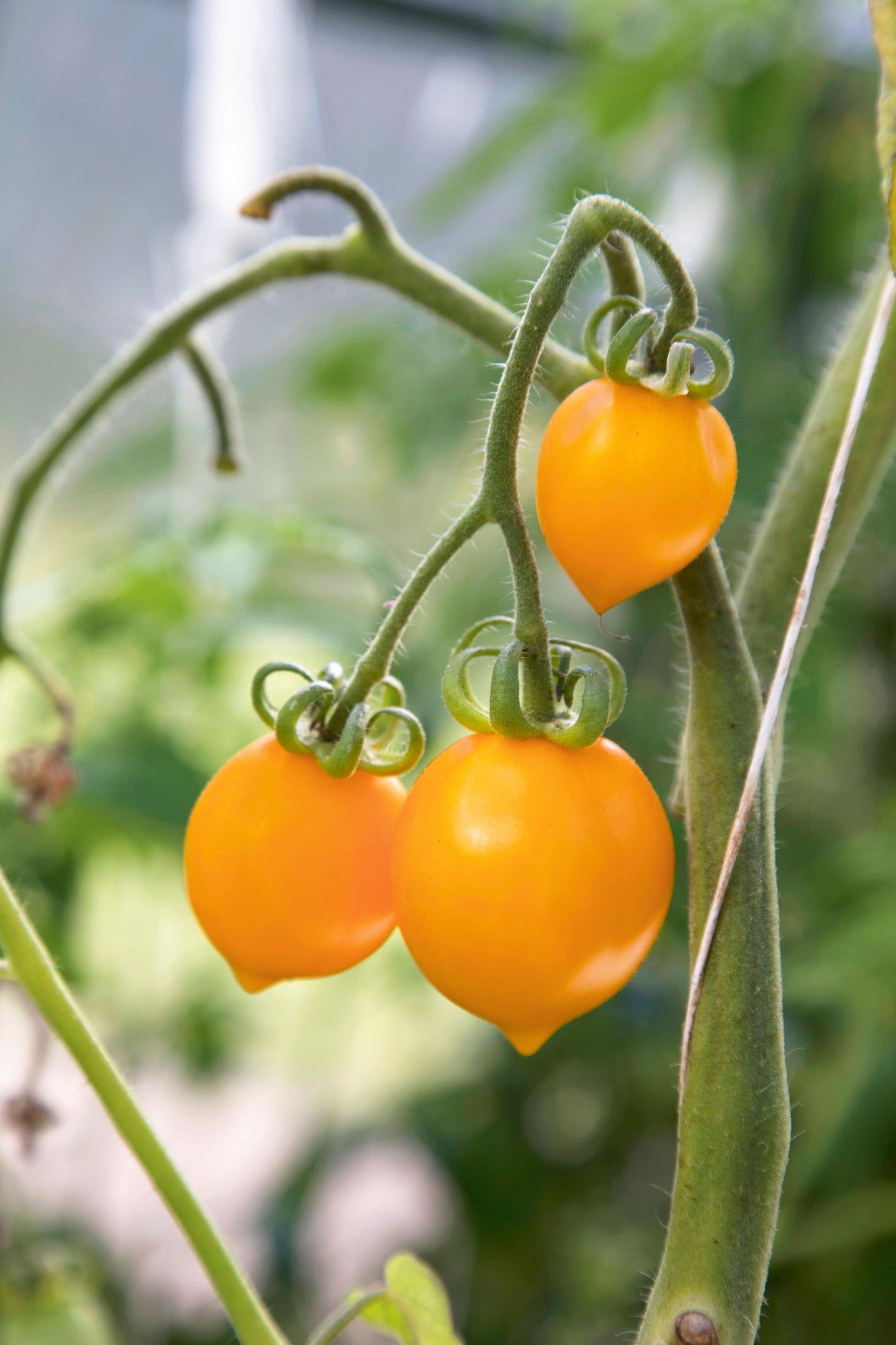 Talvitomaatti ’Piennolo Galatino’
