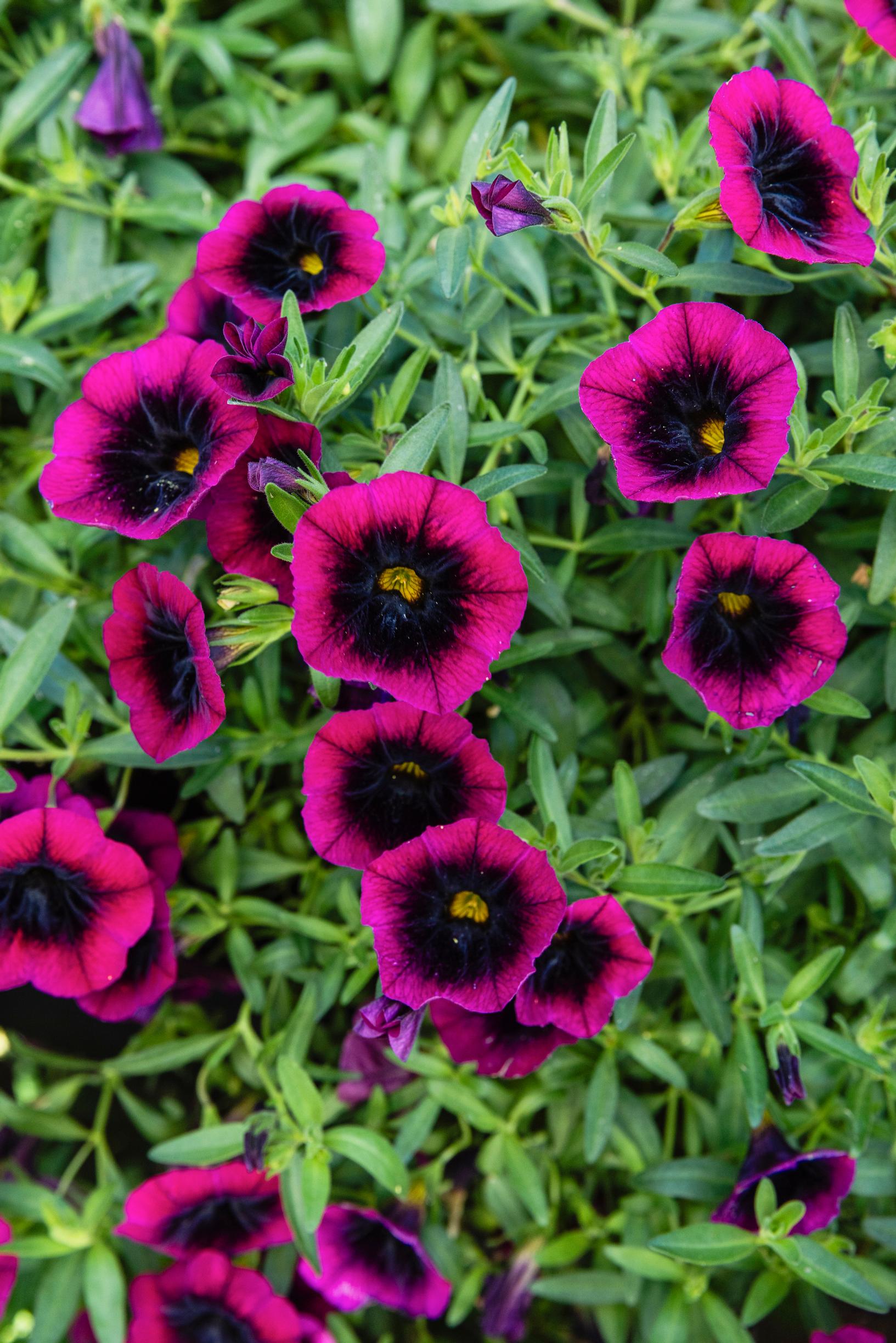 Miljoonakello eli pikkupetunia