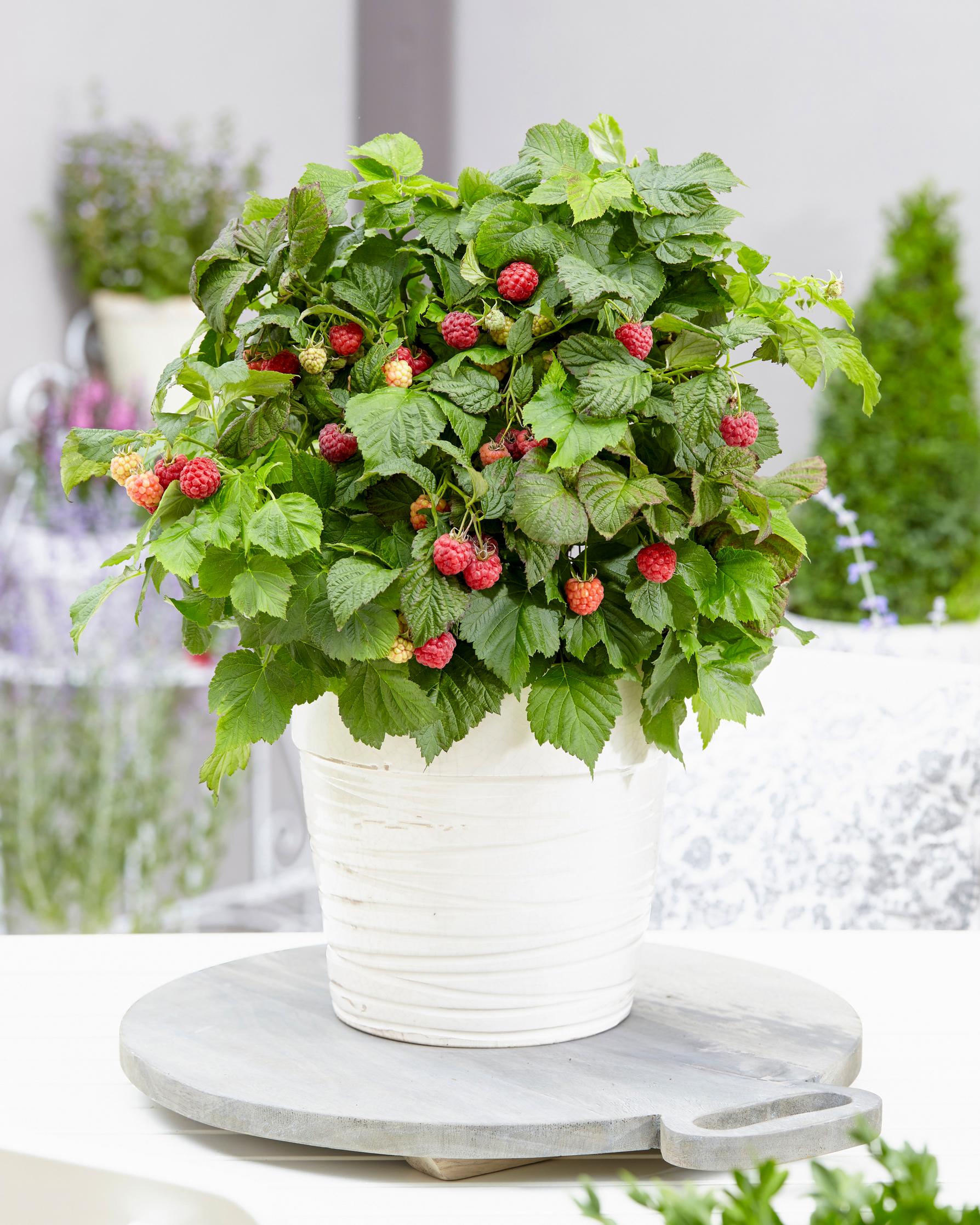 Syysvadelma 'Yummy'