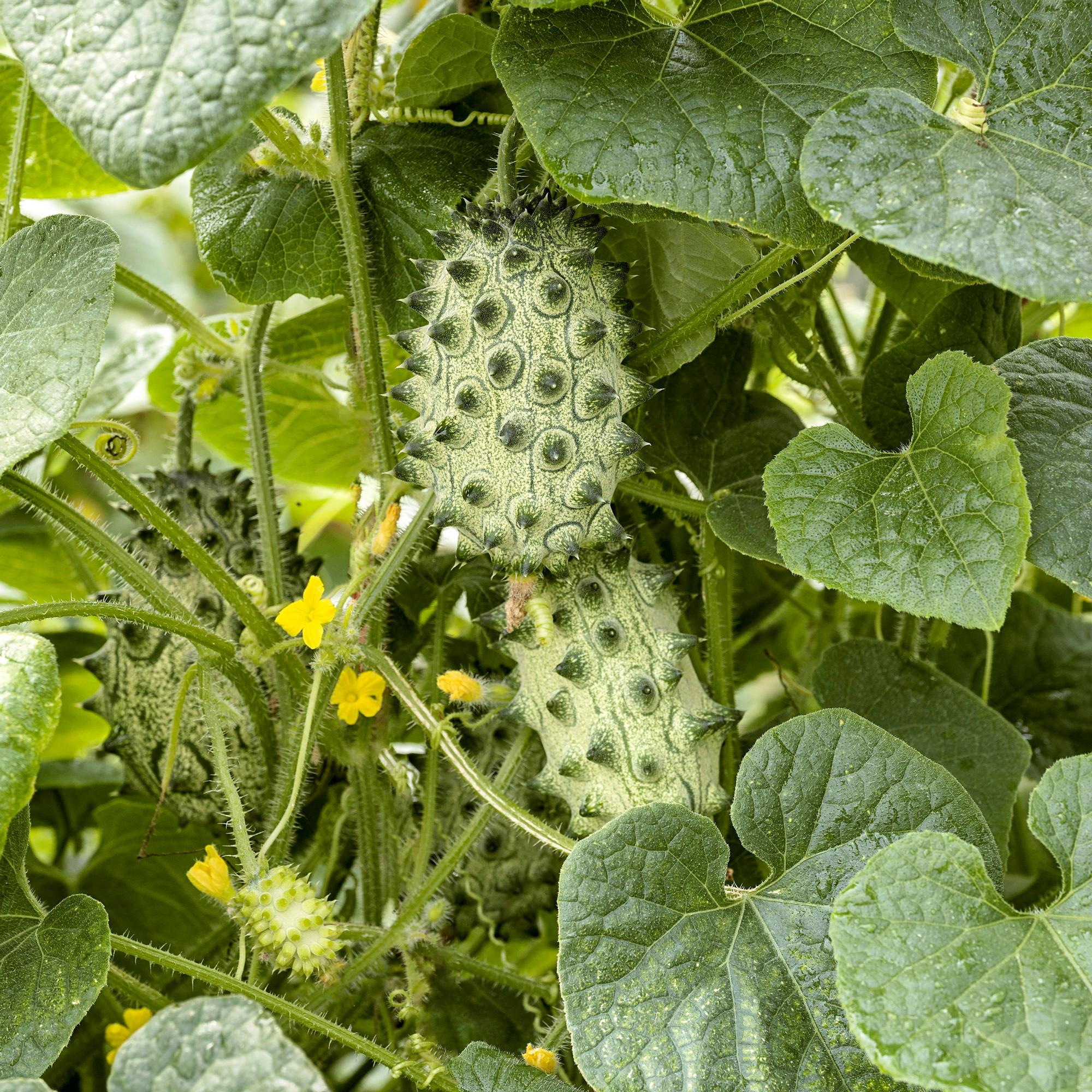 Kokeile kivakurkun kasvatusta! Melonin sukulaiskasvin veikeitä hedelmiä voi syödä kypsänä ja raakana