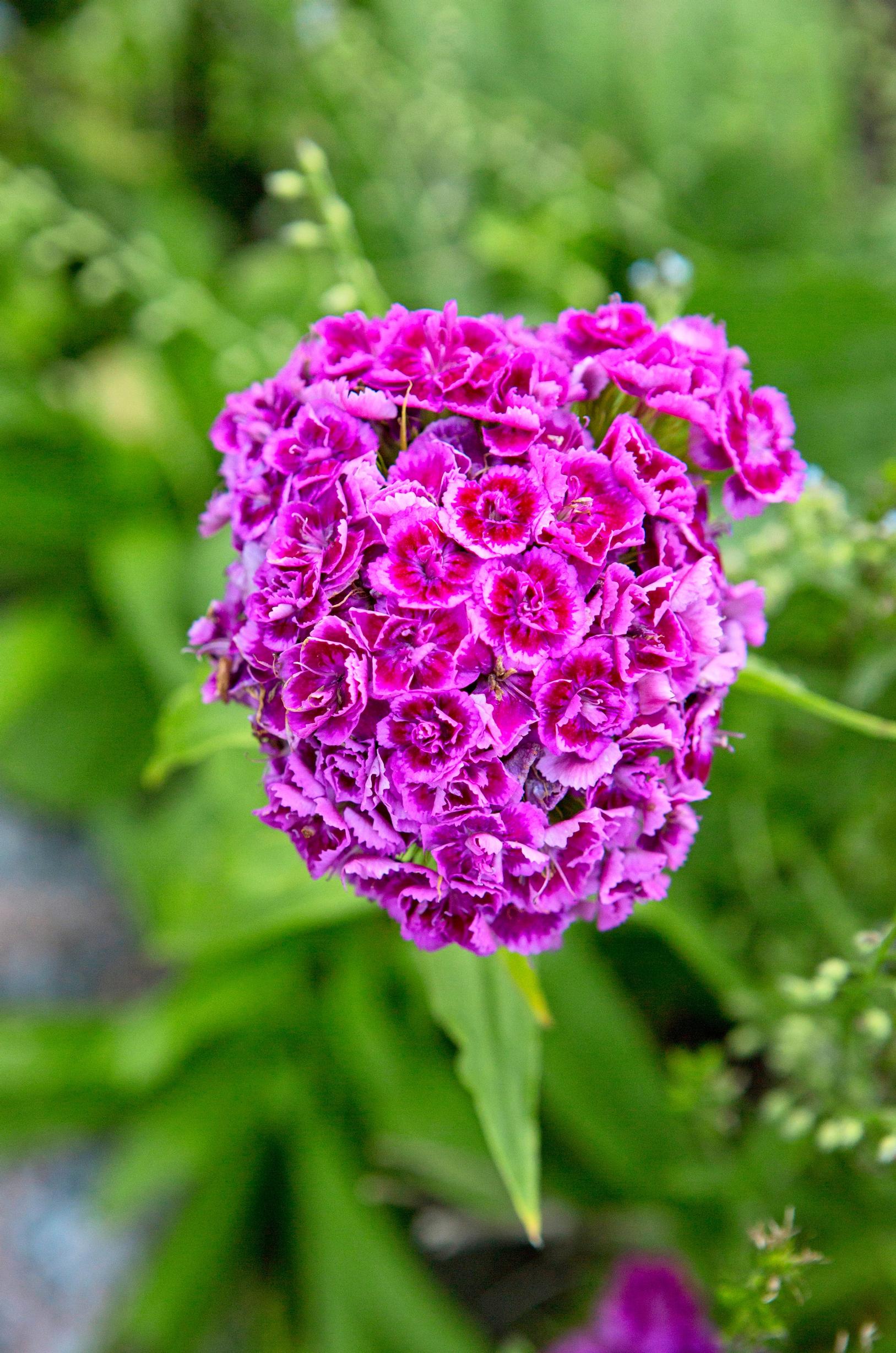 harjaneilikka perenna